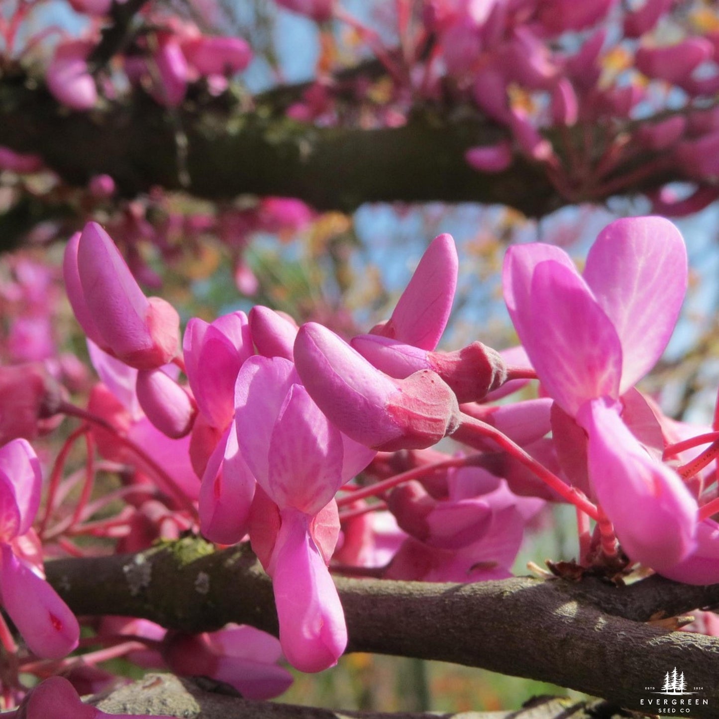 Judas Tree Seeds (Cercis siliquastrum)