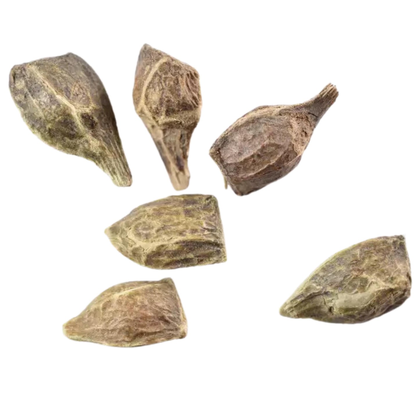 Japanese Maple Tree Seeds-(Acer palmatum)