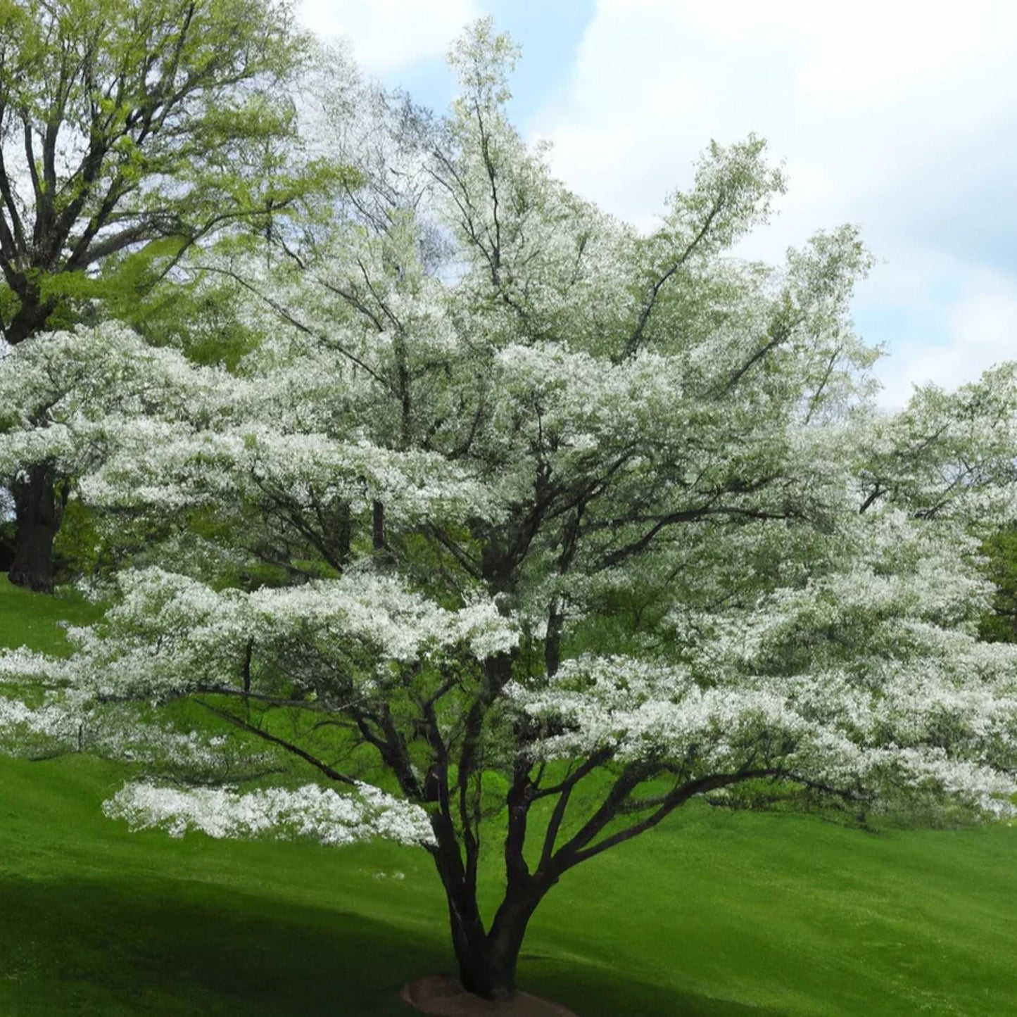 White Flowering Dogwood Tree Seeds (Cornus florida)