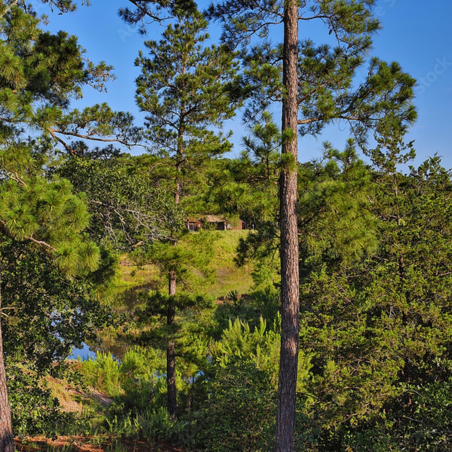 Improved Loblolly Pine Tree Seeds - (Pinus taeda)