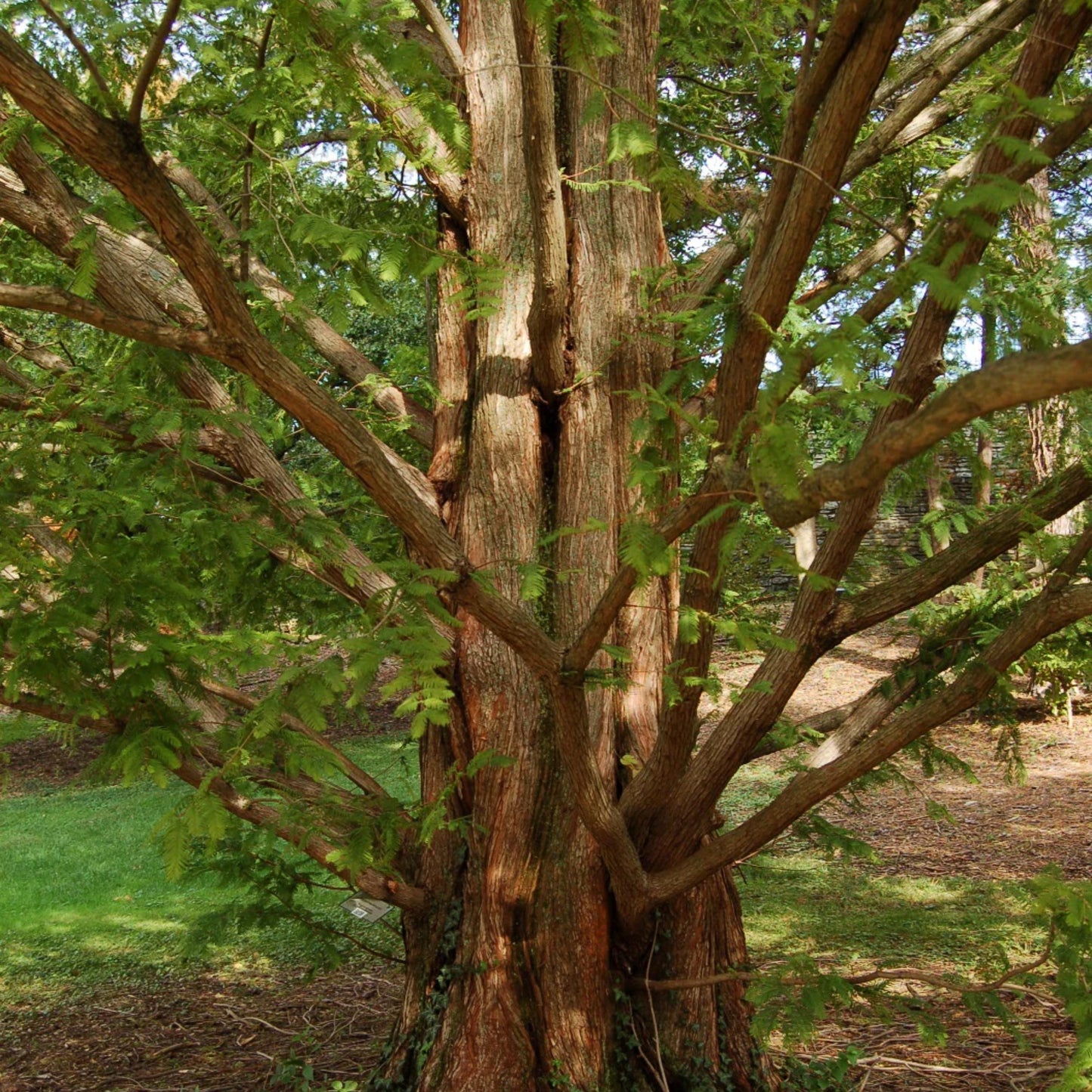 Dawn Redwood Tree Seeds-(Metasequoia glyptostroboides)