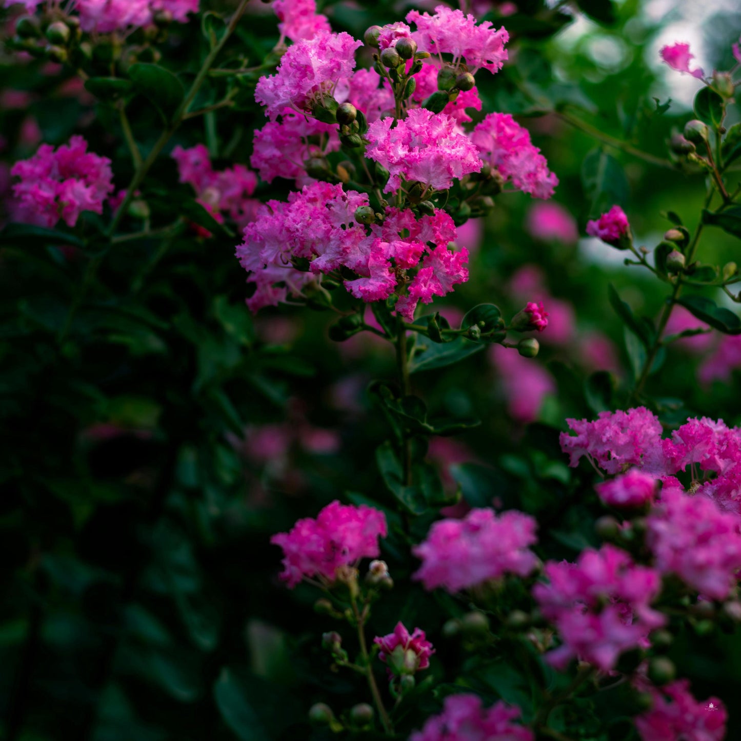 Pink Crape Myrtle Seeds (Lagerstroemia indica)