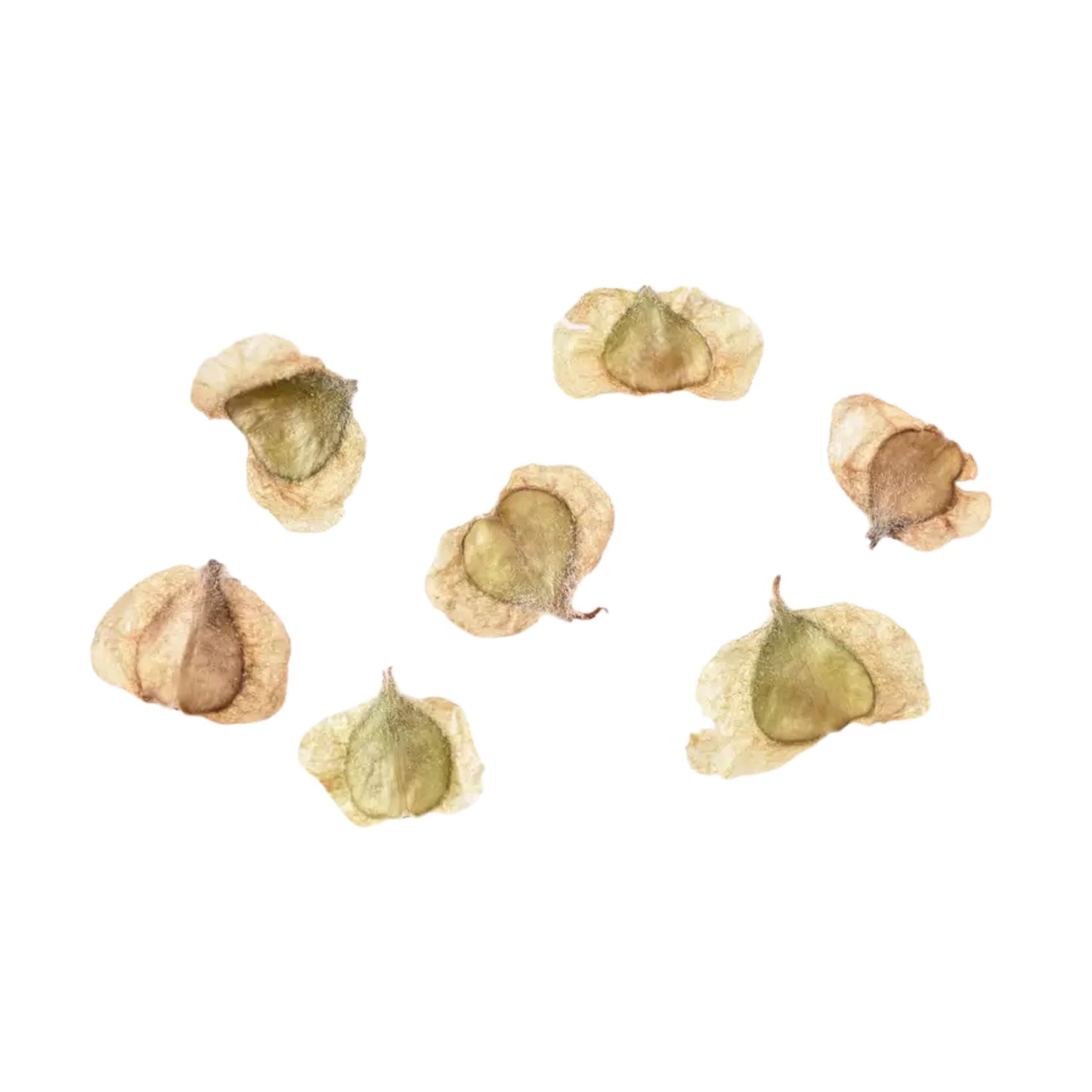 River Birch Tree Seeds-(Betula nigra)