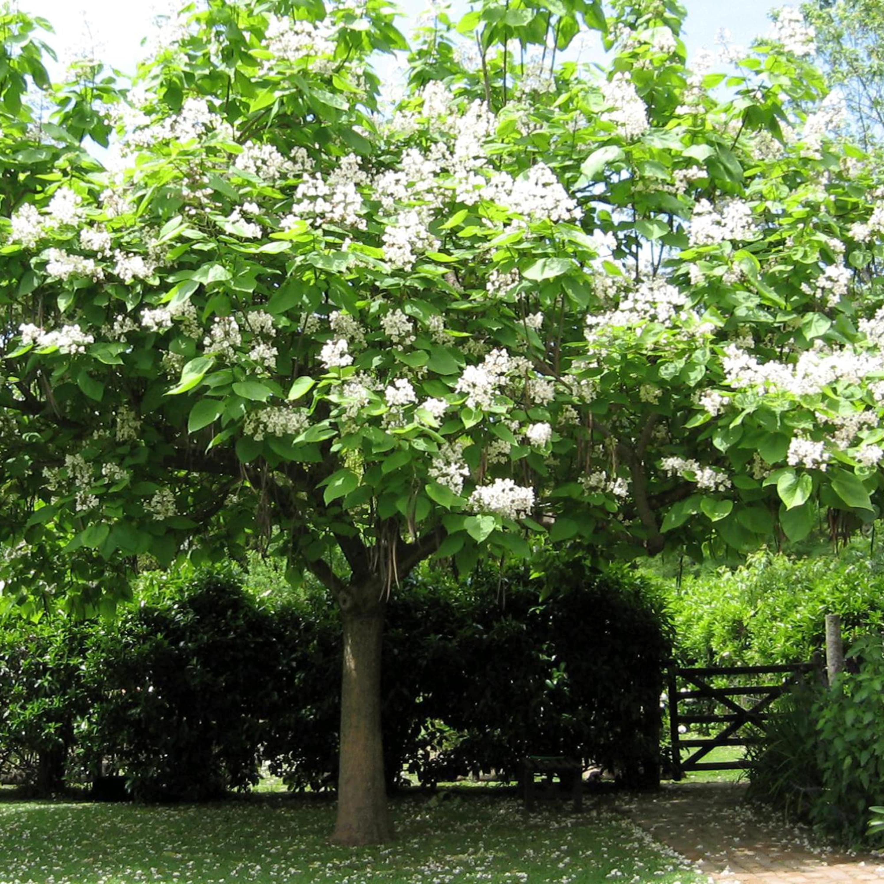 Southern Catalpa Tree Seeds Indian Bean Tree Catalpa Bignonioides southern-catalpa-tree-seeds-indian-bean-tree-catalpa-bignonioides