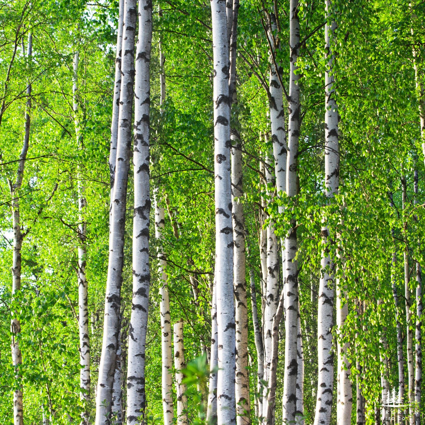 White Paper Birch Tree Seeds– (Betula papyrifera)