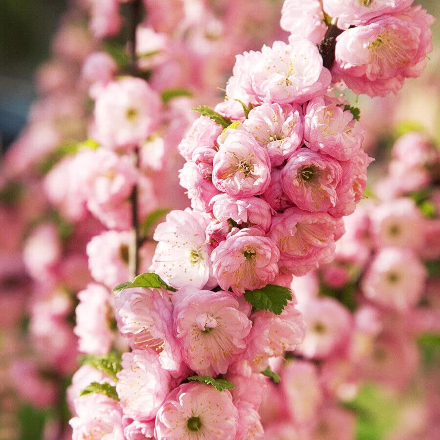 Flowering Almond Tree Seeds-(Prunus triloba)