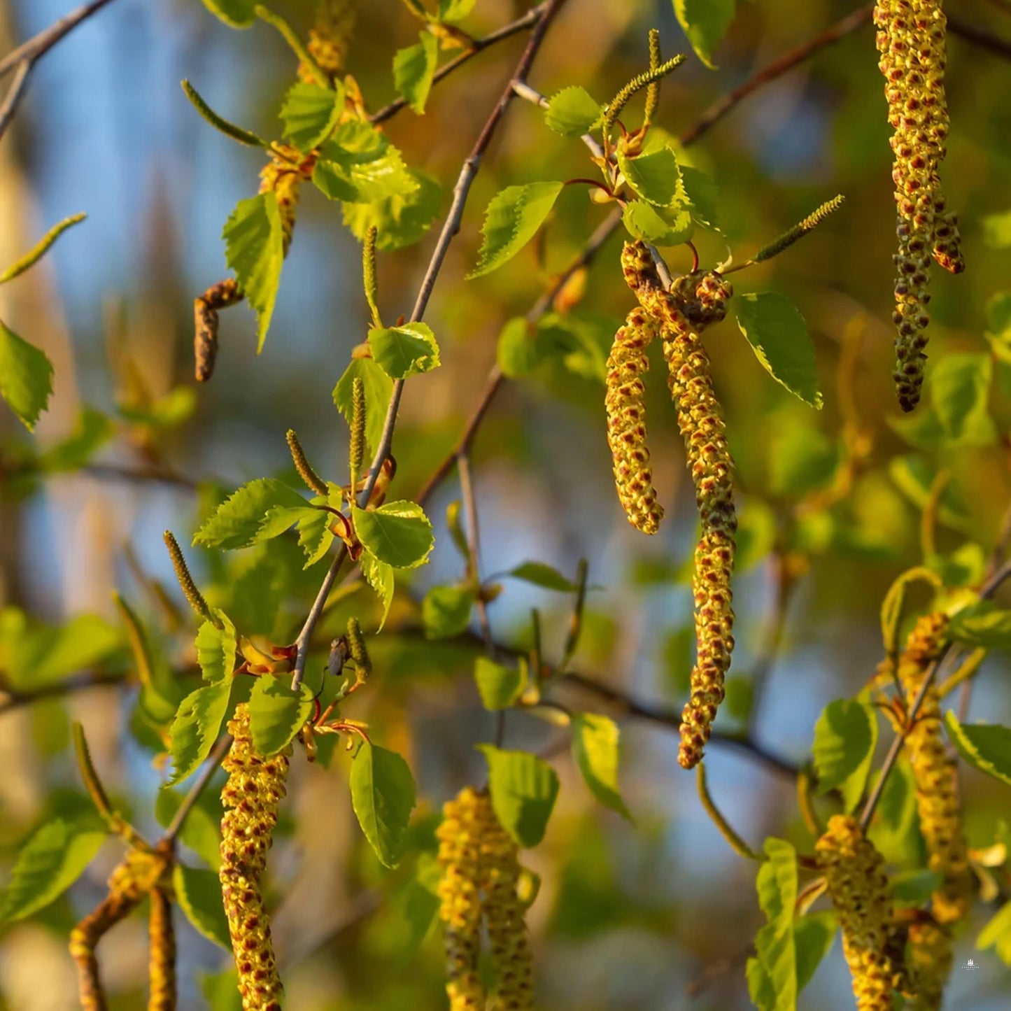 River Birch Tree Seeds-(Betula nigra)