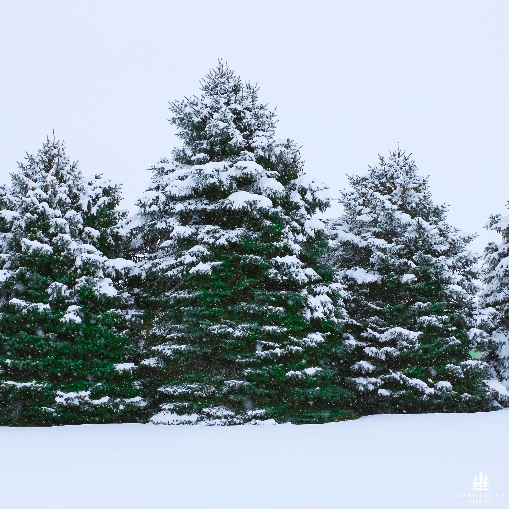 Snow-covered coniferous trees against a light blue sky.