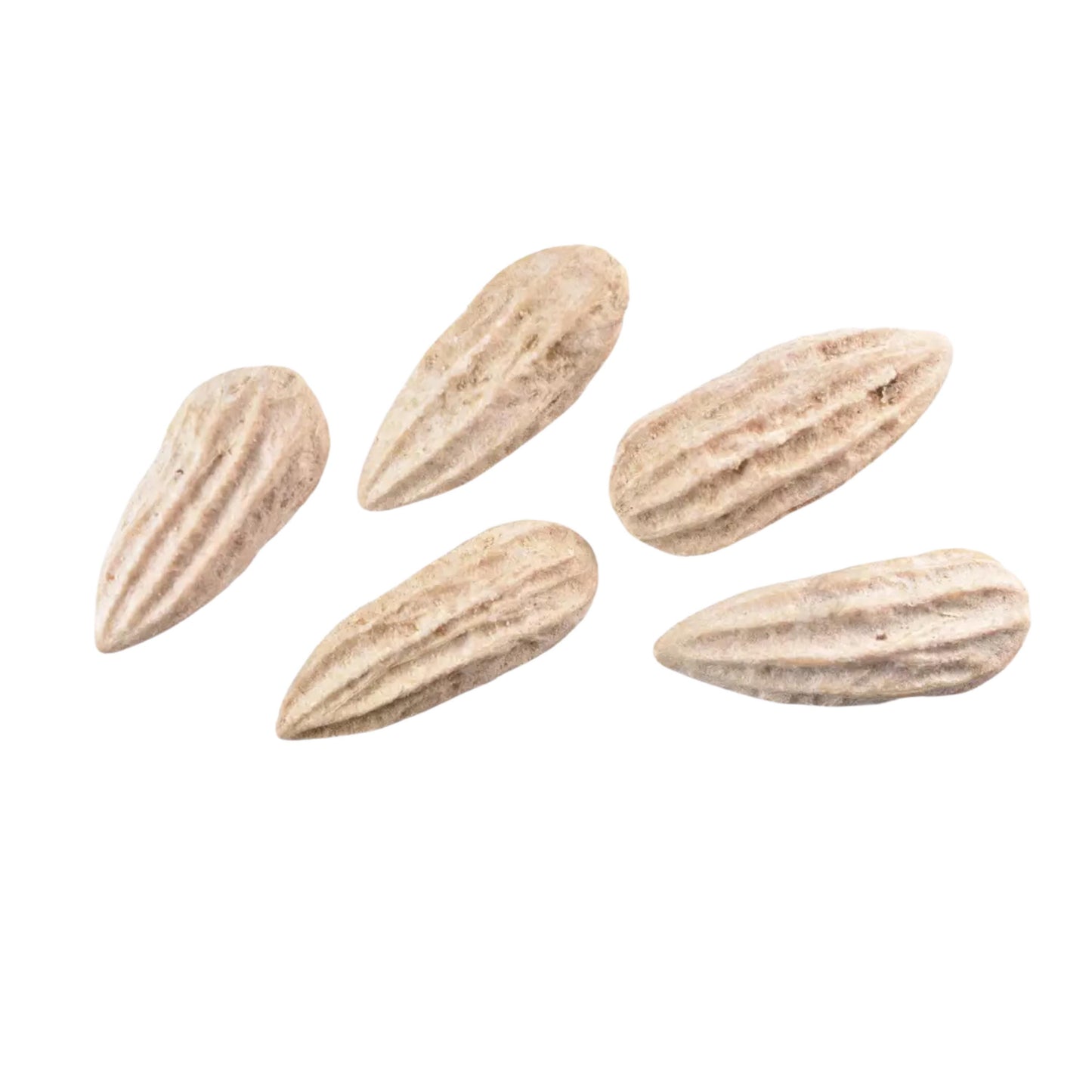 Water Tupelo Tree Seeds (Nyssa aquatica)