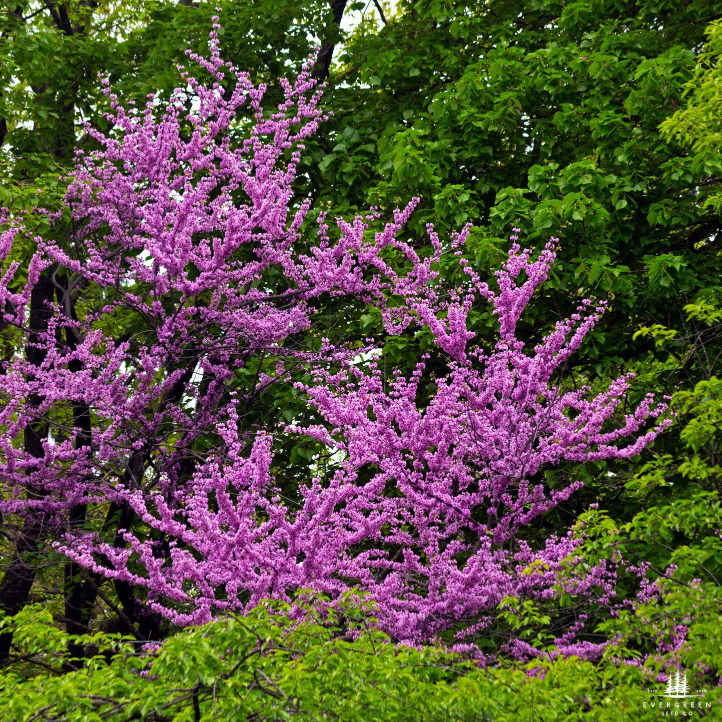 Judas Tree Seeds (Cercis siliquastrum)