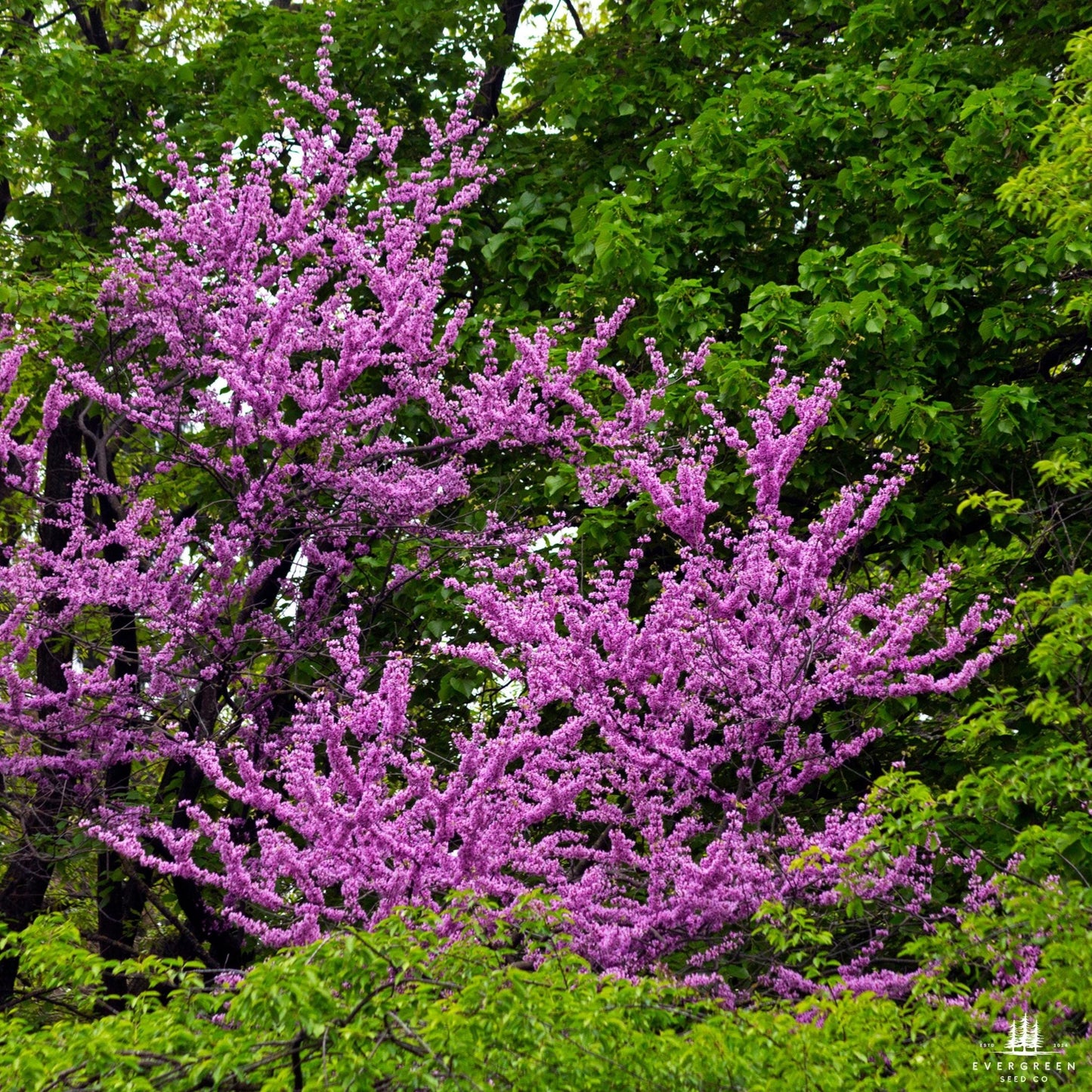 Judas Tree Tree Seeds | European Redbud | (Cercis siliquastrum)