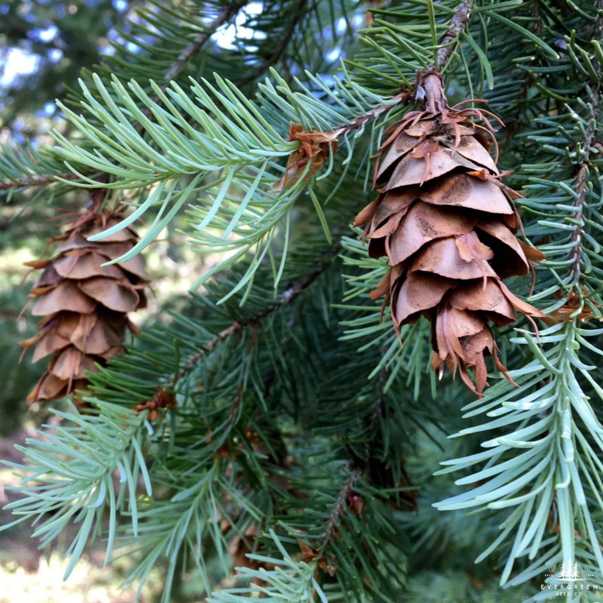 Close-up of conifer cones on a tree branch.