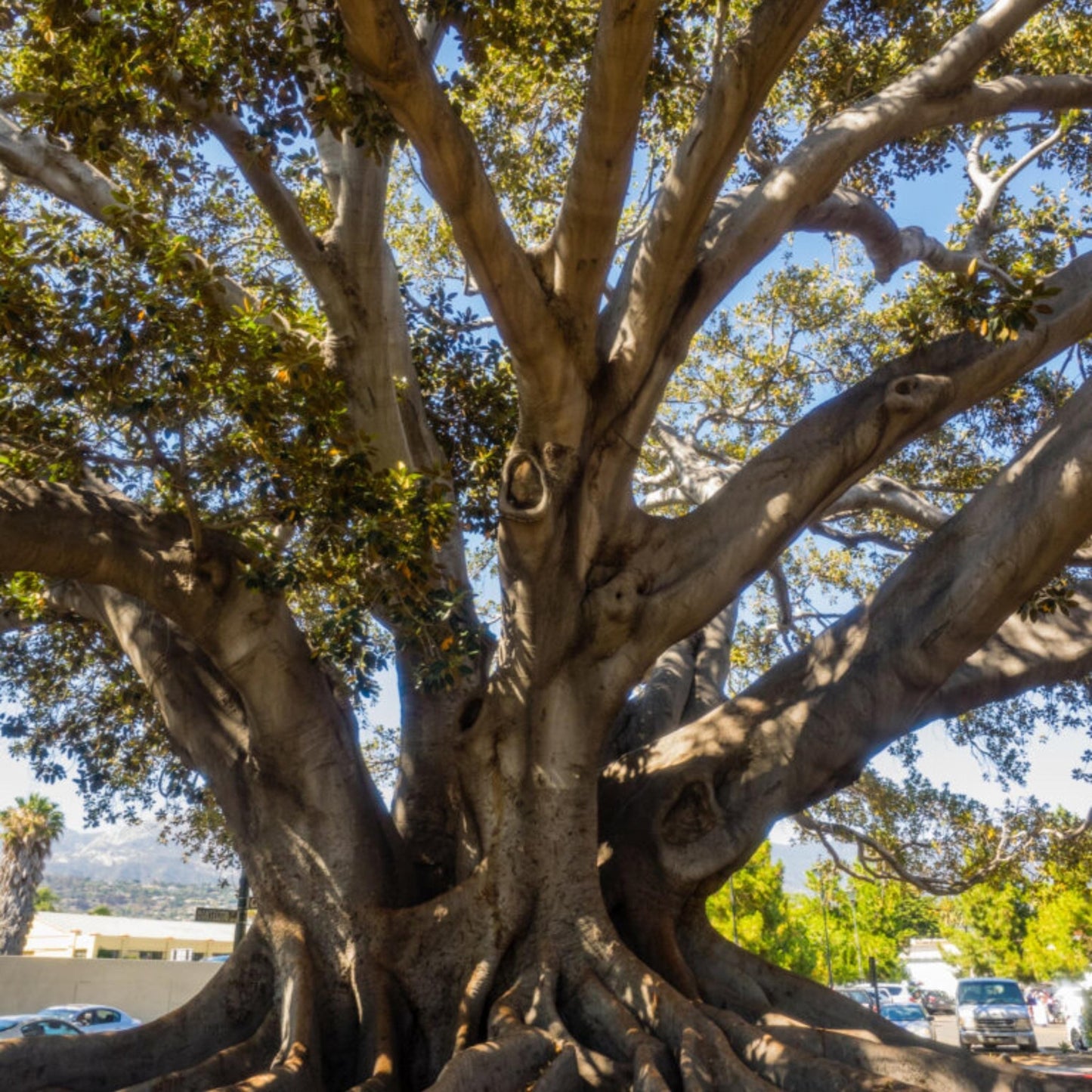 Fig Tree Seeds | Common Fig | (Ficus carica)