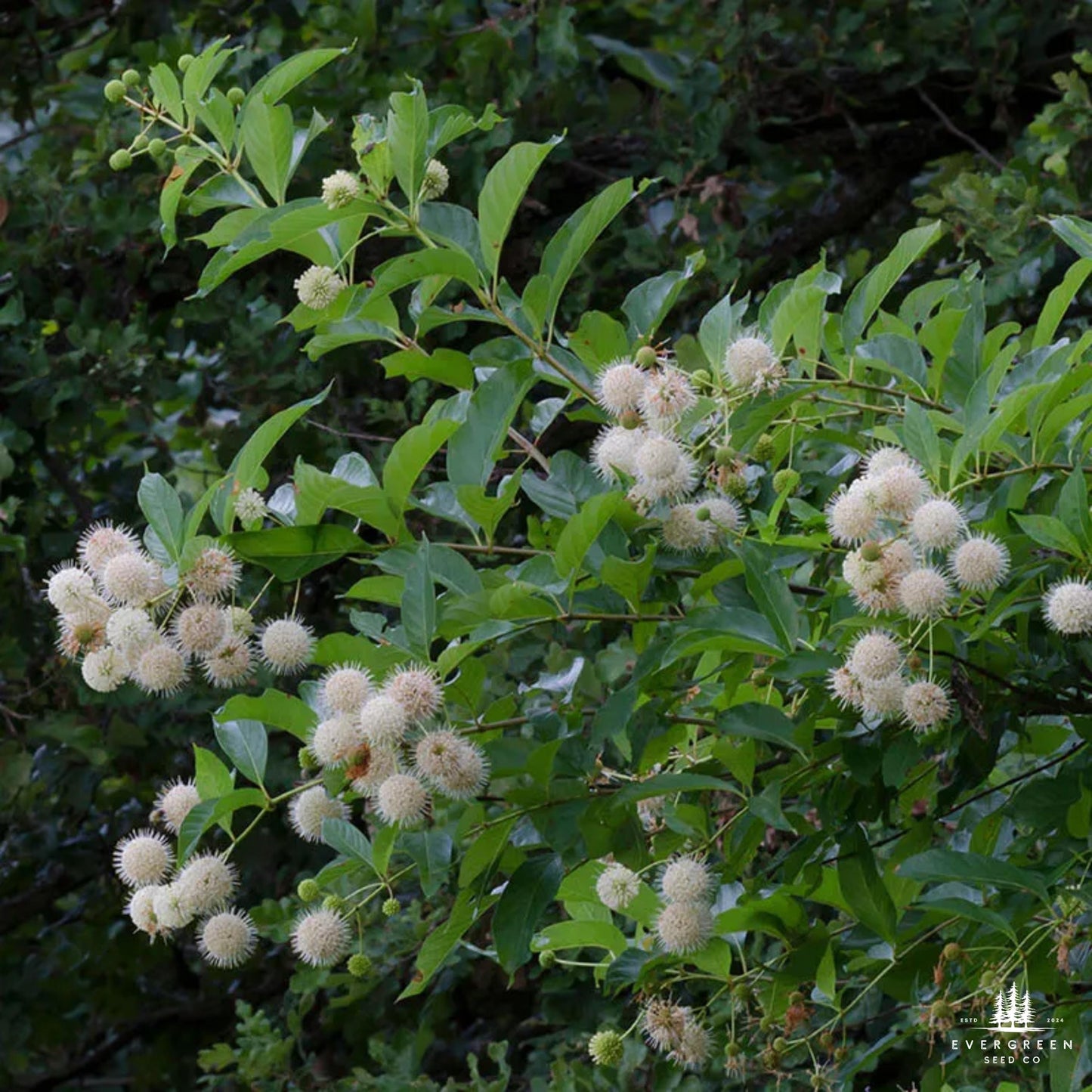 Buttonbush Seeds | Cephalanthus Occidentalis | Pollinator-Friendly Shrub for Wetlands & Landscaping