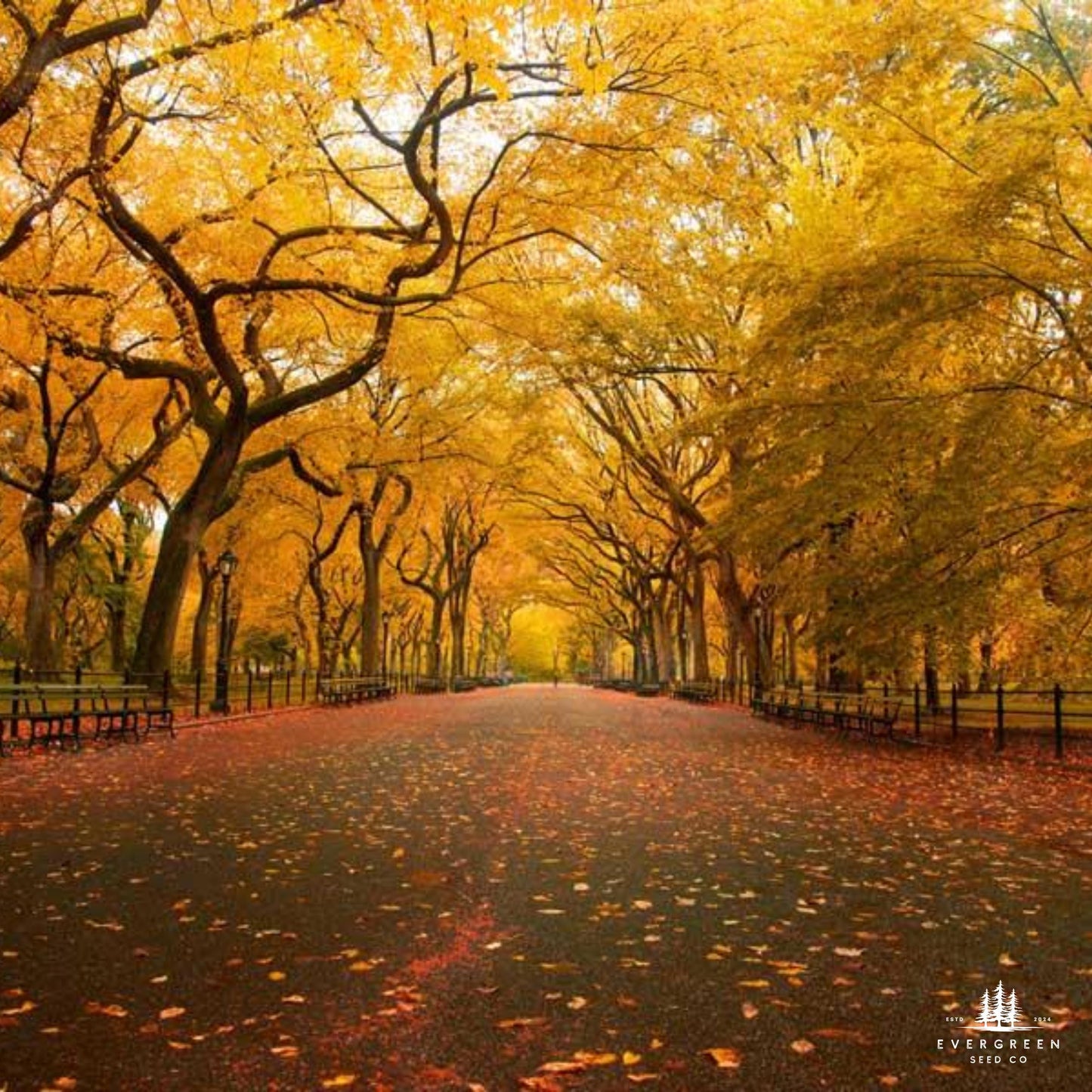 American Elm Tree Seeds (Ulmus americana ‘Princeton’)