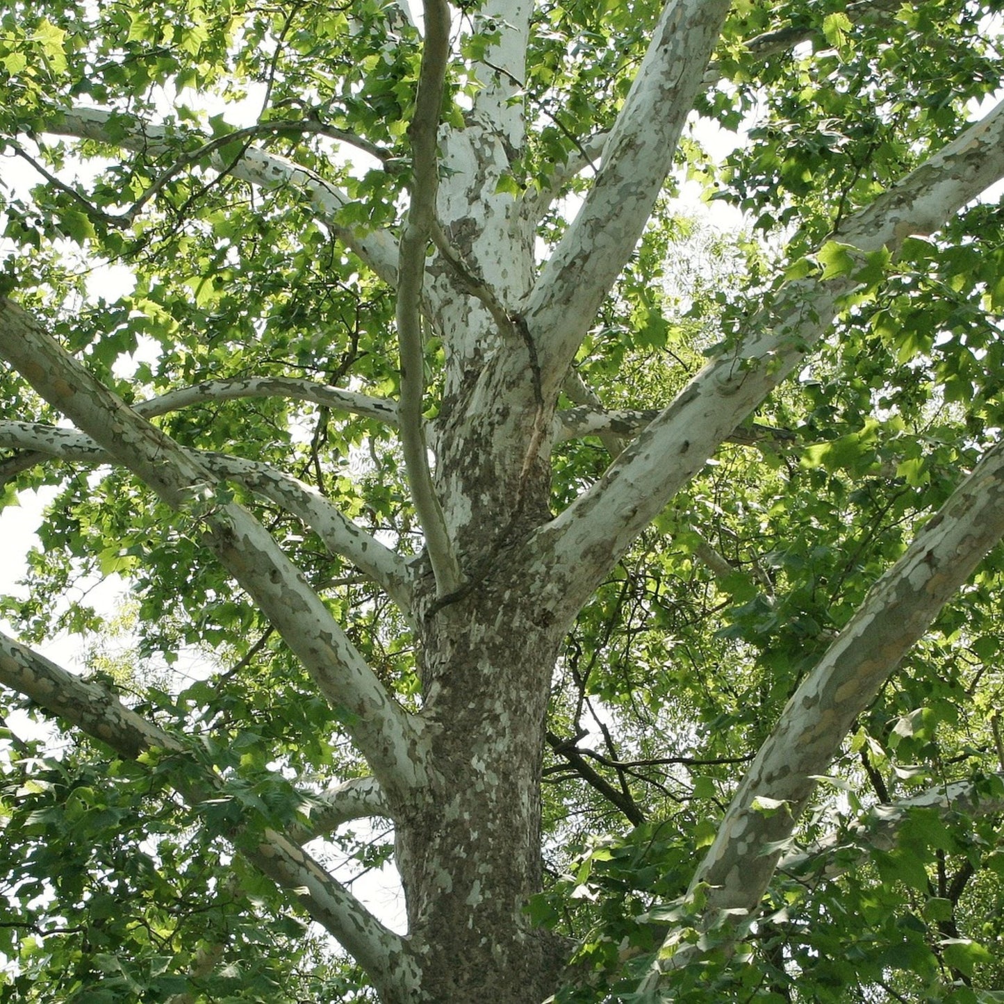 Sycamore Tree Seeds-(Platanus occidentalis)