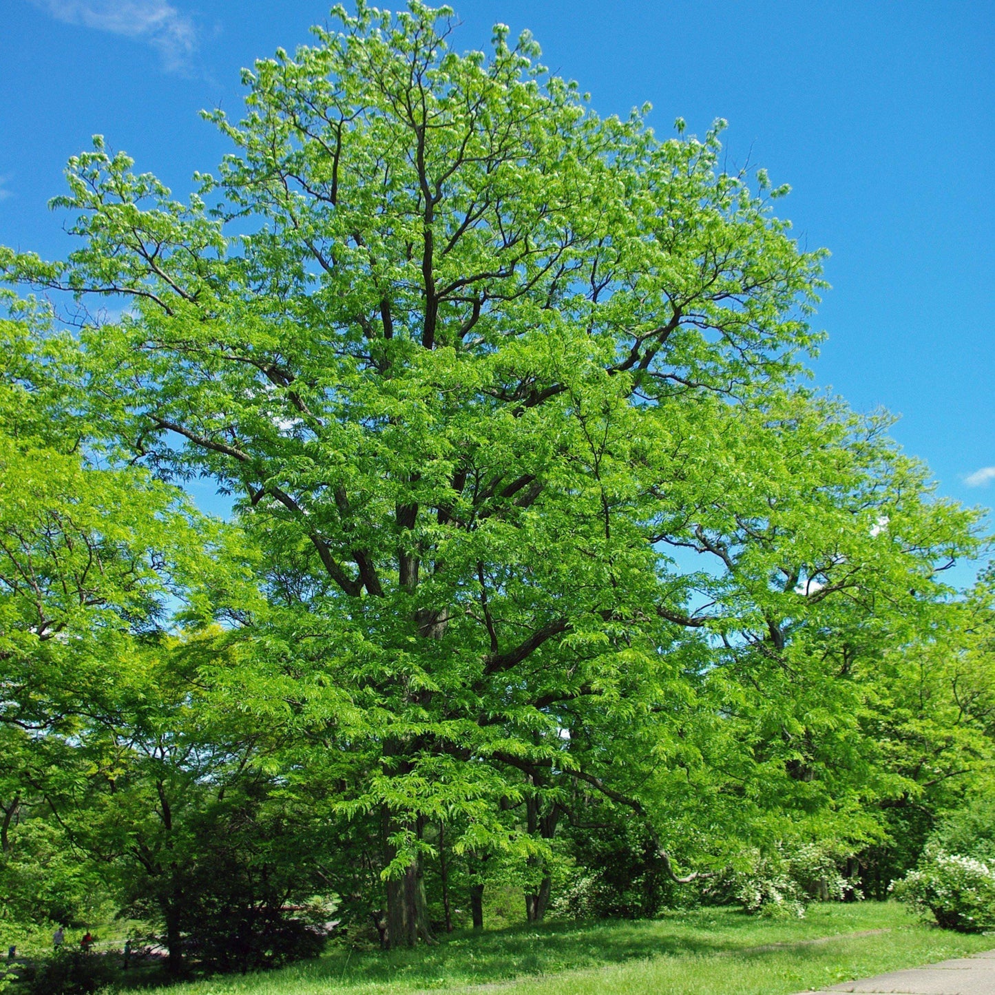 Thornless Honey Locust Tree Seeds-(Gleditsia triacanthos var. inermis)
