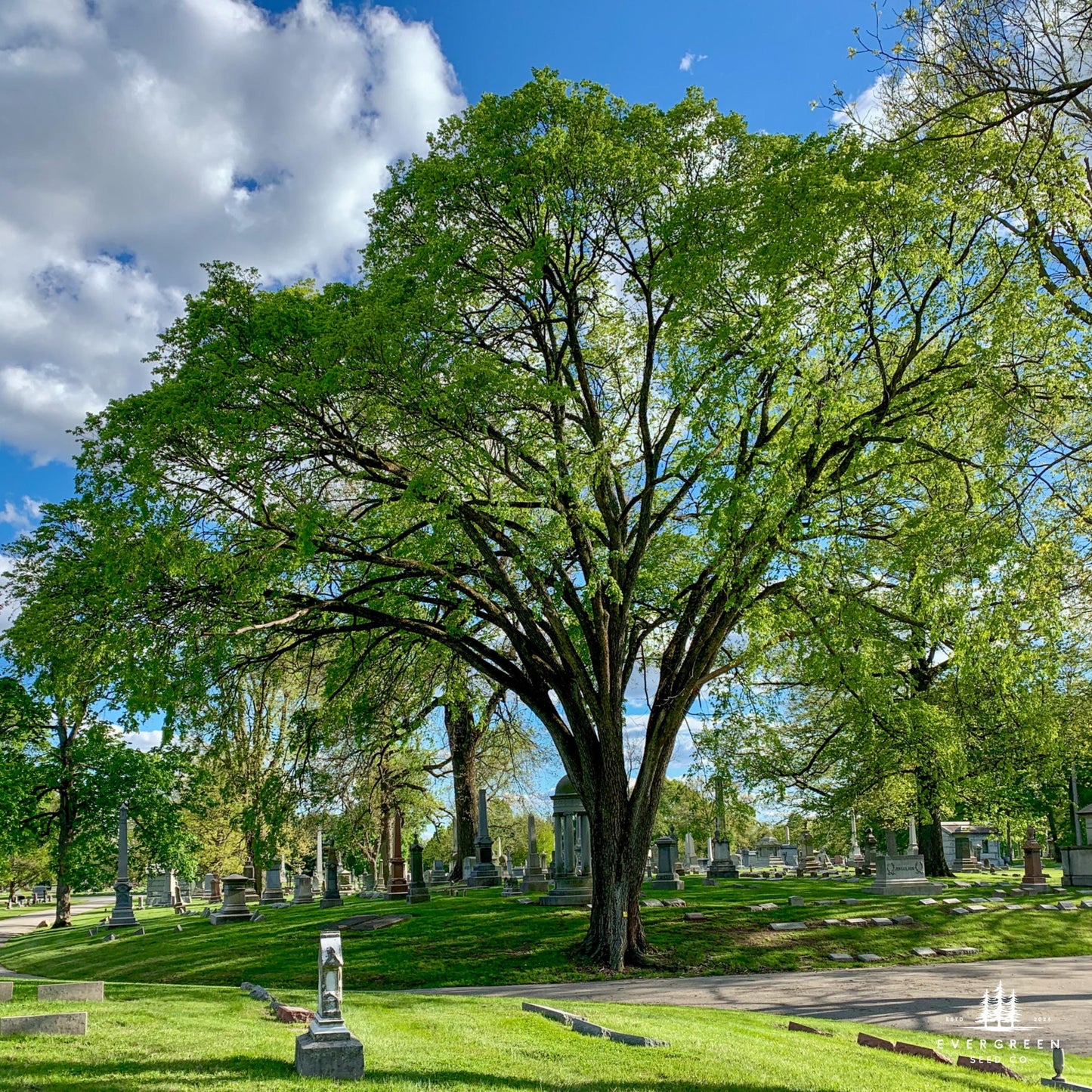 American Elm Tree Seeds (Ulmus americana ‘Princeton’)