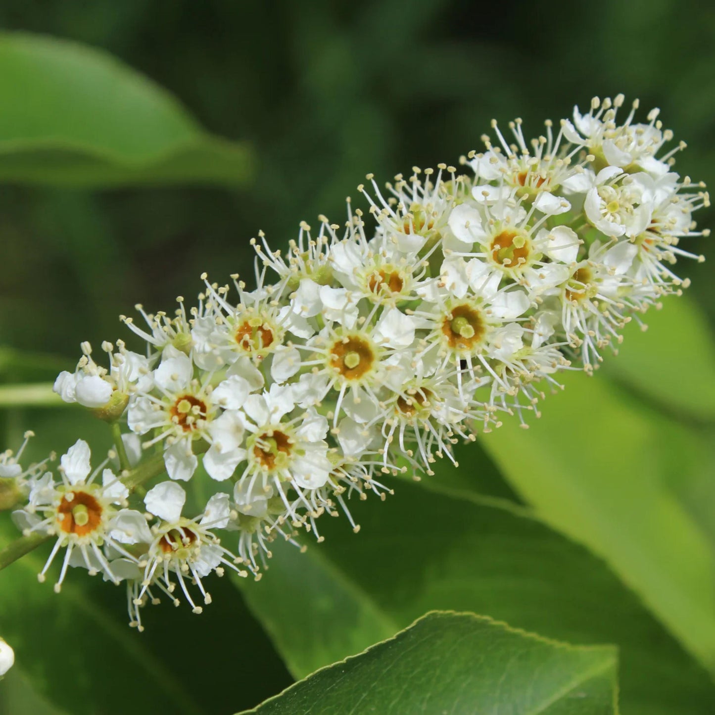 Black Cherry Tree Seeds – (Prunus serotina)