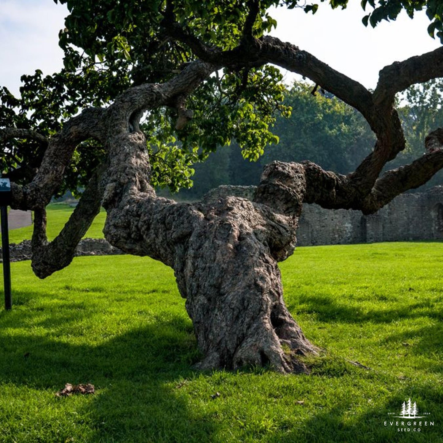 Large Mulberry tree with twisted trunk on grassy field