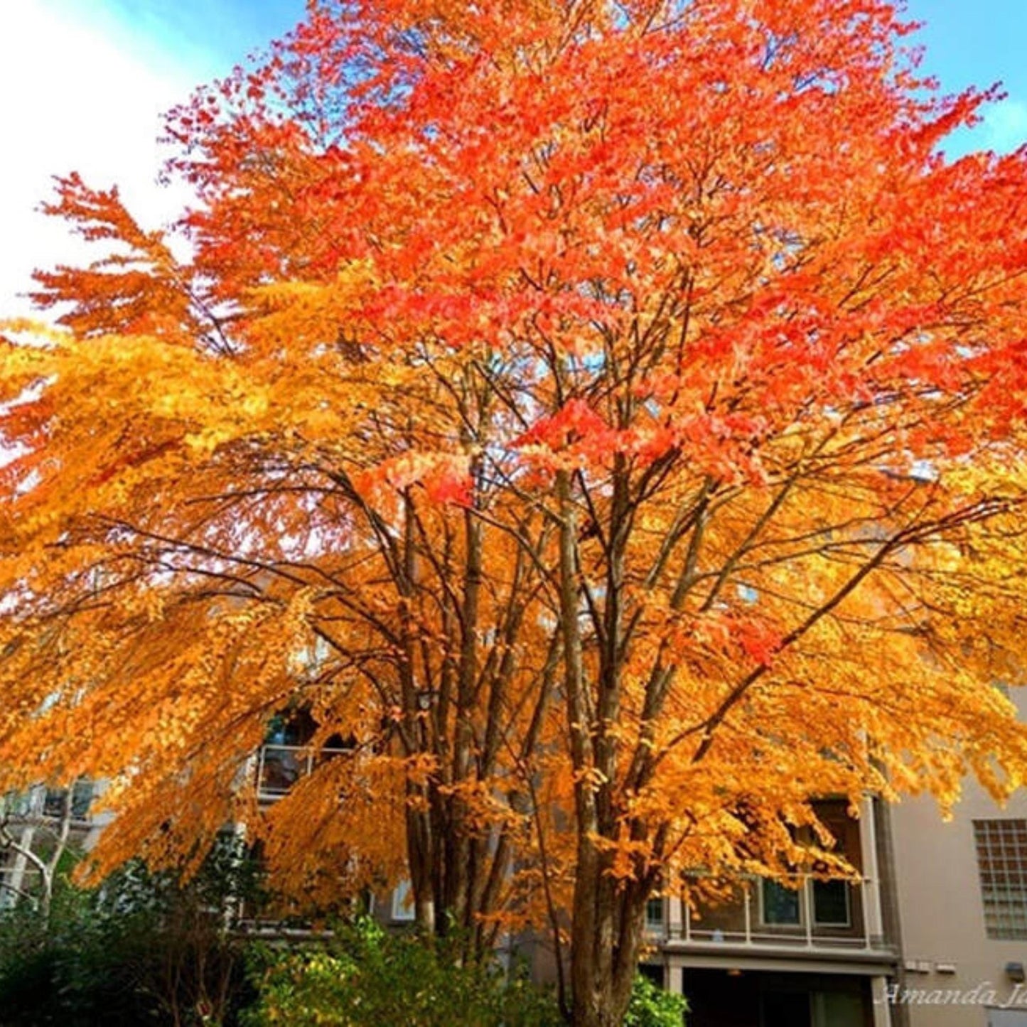Katsura Tree Seeds | Japanese Caramel Tree | (Cercidiphyllum japonicum)