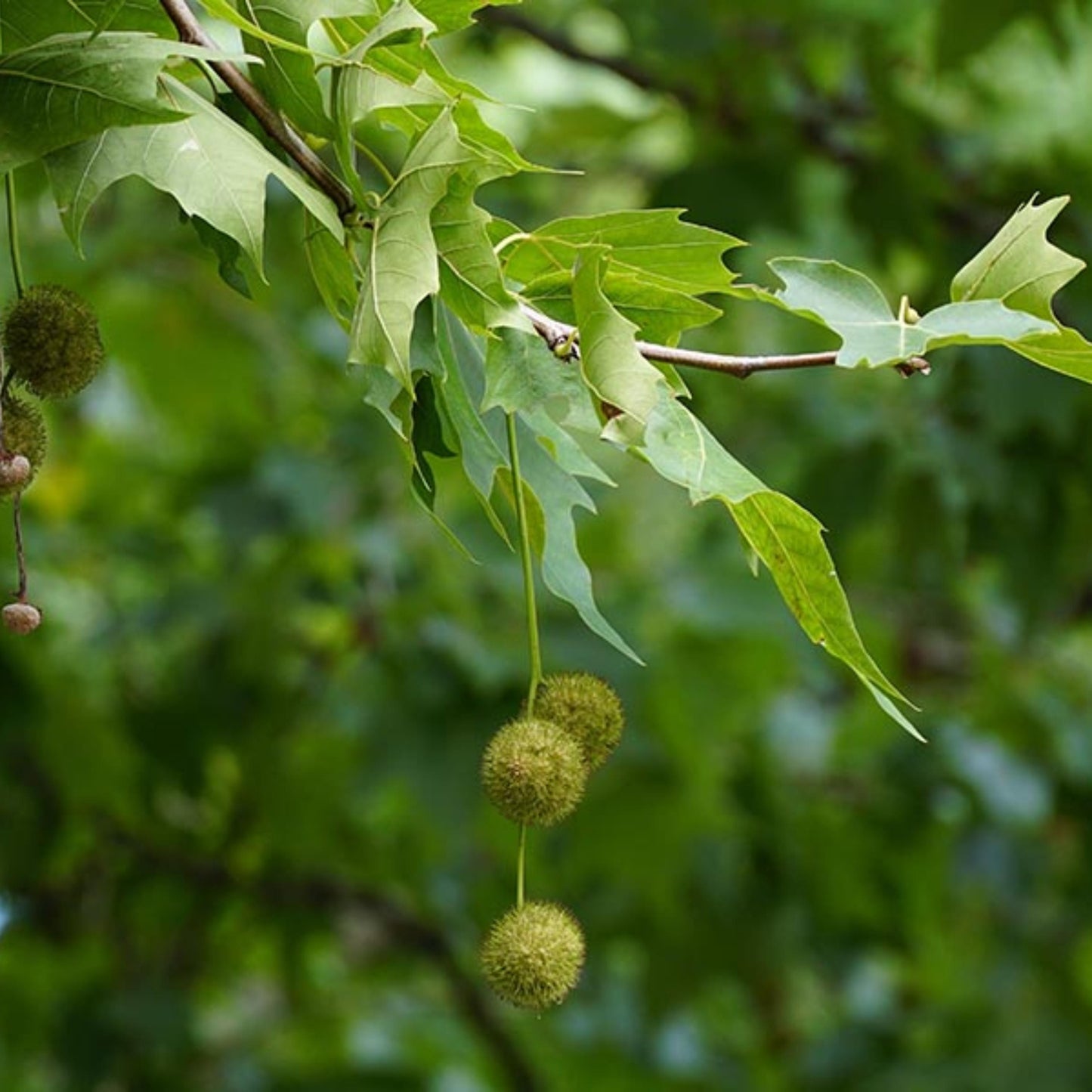 Sycamore Tree Seeds-(Platanus occidentalis)