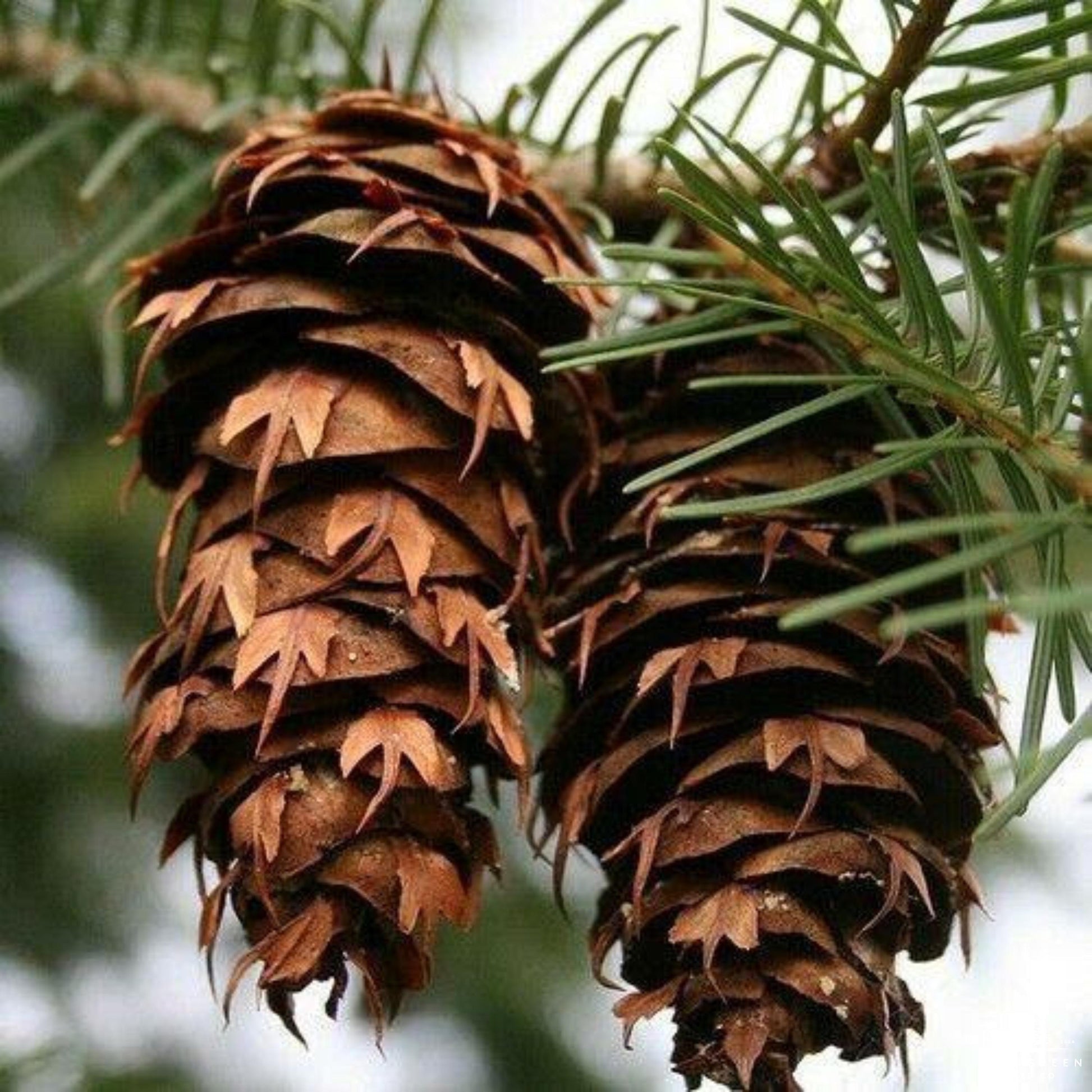 Close-up of two Douglas Fir tree cones with a blurred background.