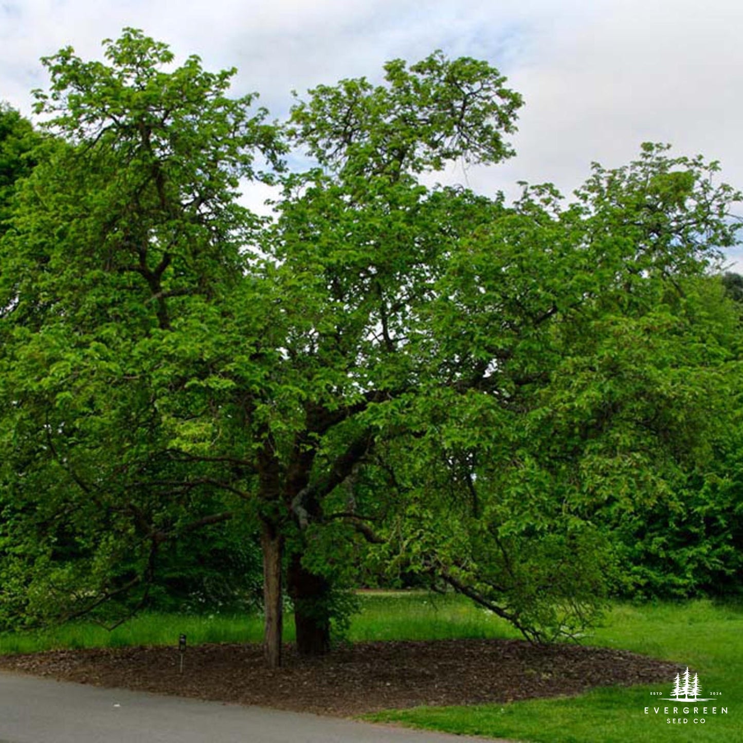 Large Mulberry tree with green leaves on a cloudy day