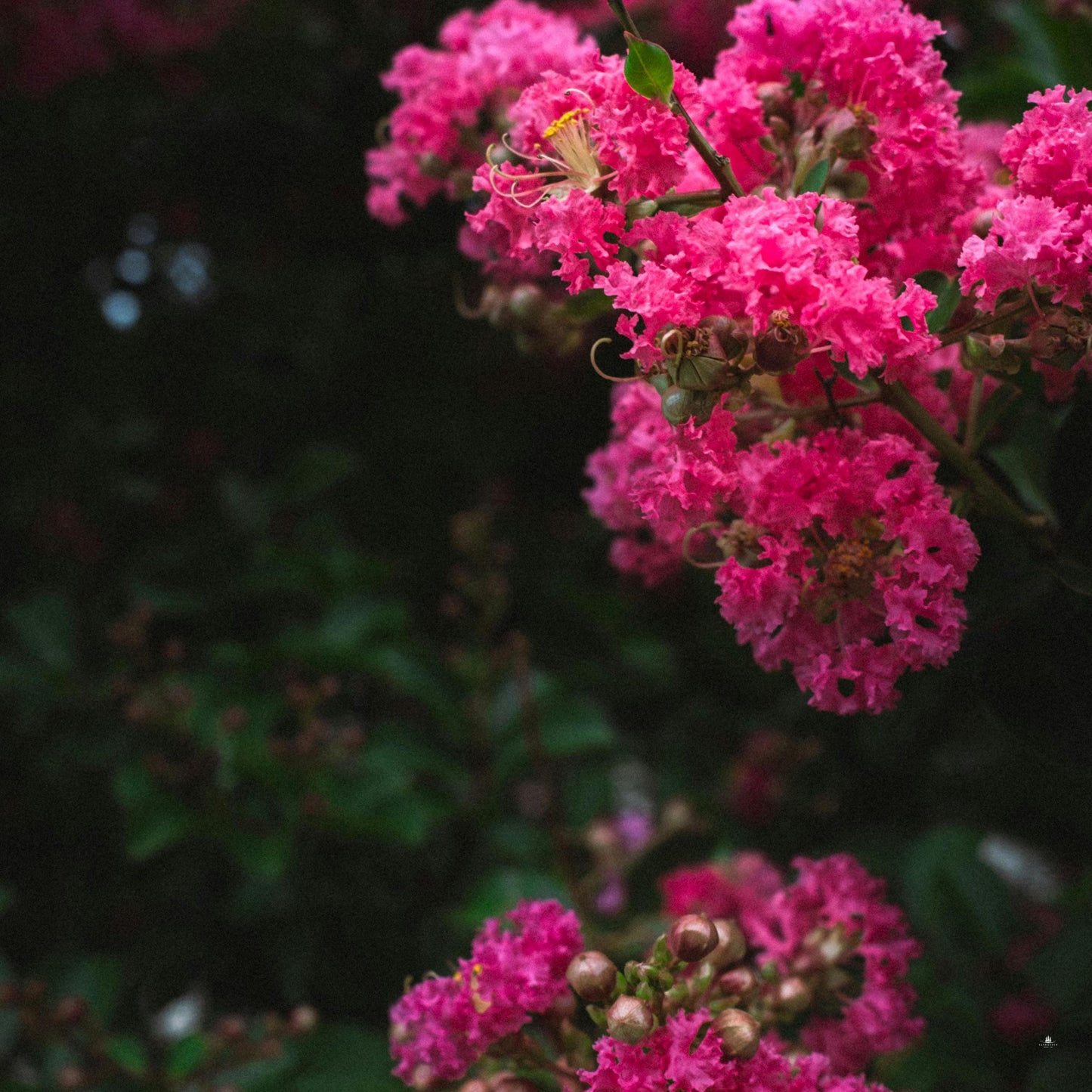 Pink Crape Myrtle Seeds (Lagerstroemia indica)