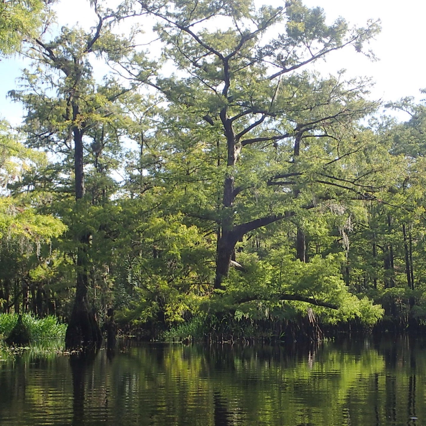 Bald Cypress Tree Seeds -(Taxodium distichum)
