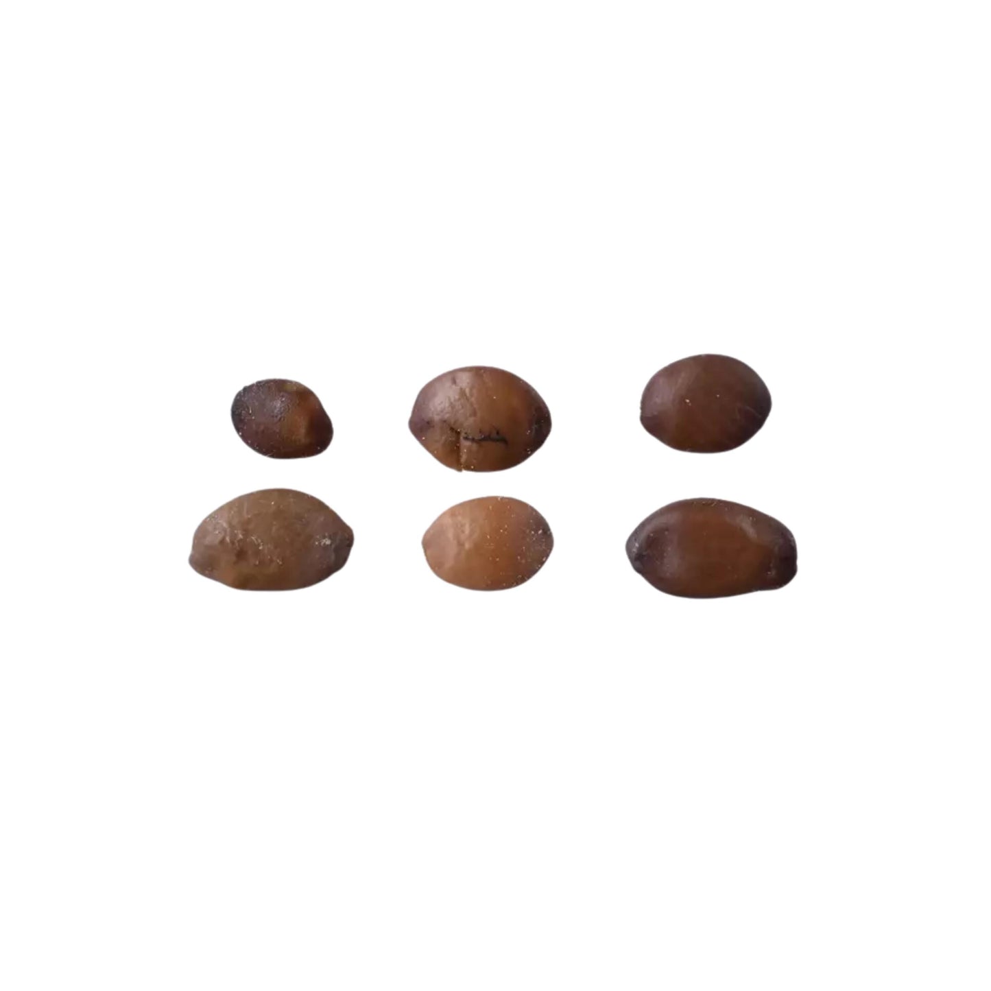 Judas Tree Seeds (Cercis siliquastrum)