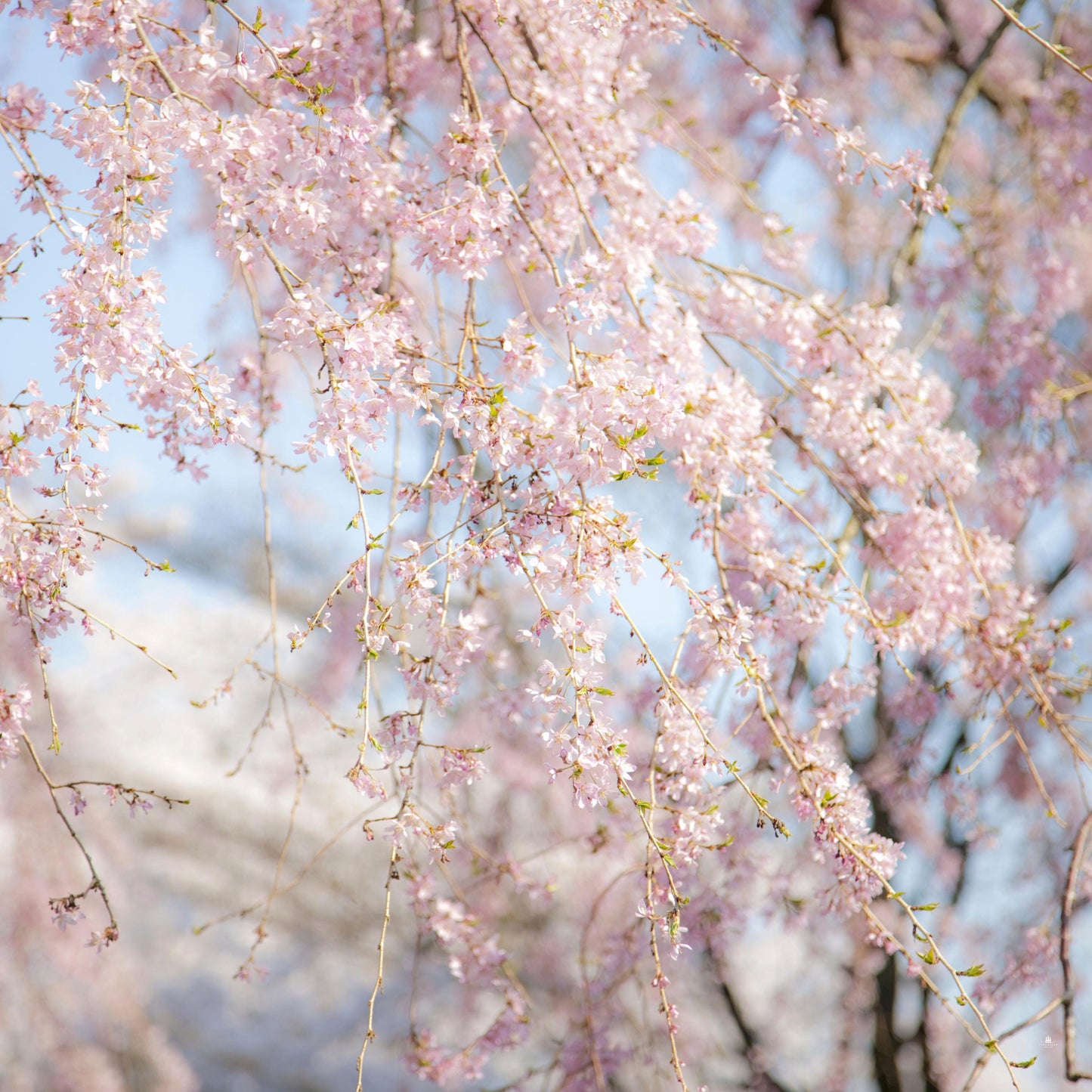 Weeping Higan Cherry Tree Seeds (Prunus subhirtella var. pendula)