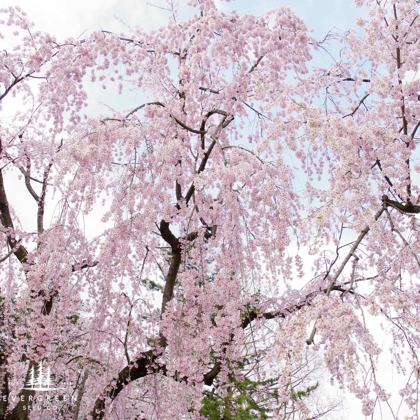 Weeping Higan Cherry Tree Seeds (Prunus subhirtella var. pendula)