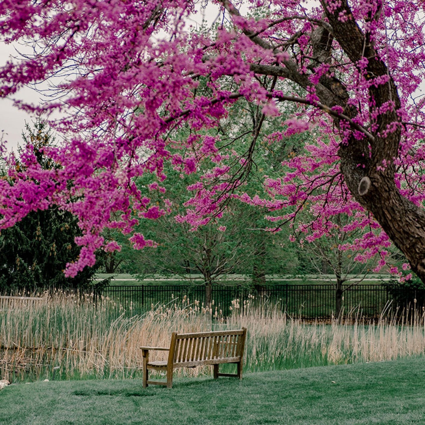 Eastern Redbud Tree Seeds-(Cercis canadensis)