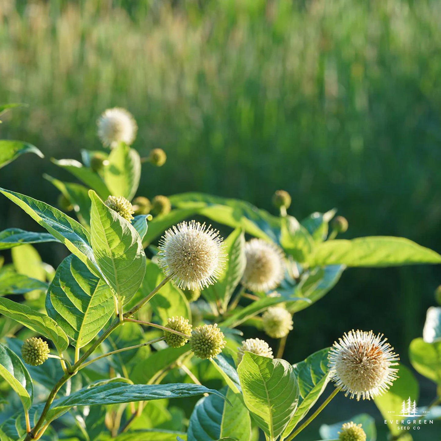 Buttonbush Seeds | Cephalanthus Occidentalis | Pollinator-Friendly Shrub for Wetlands & Landscaping