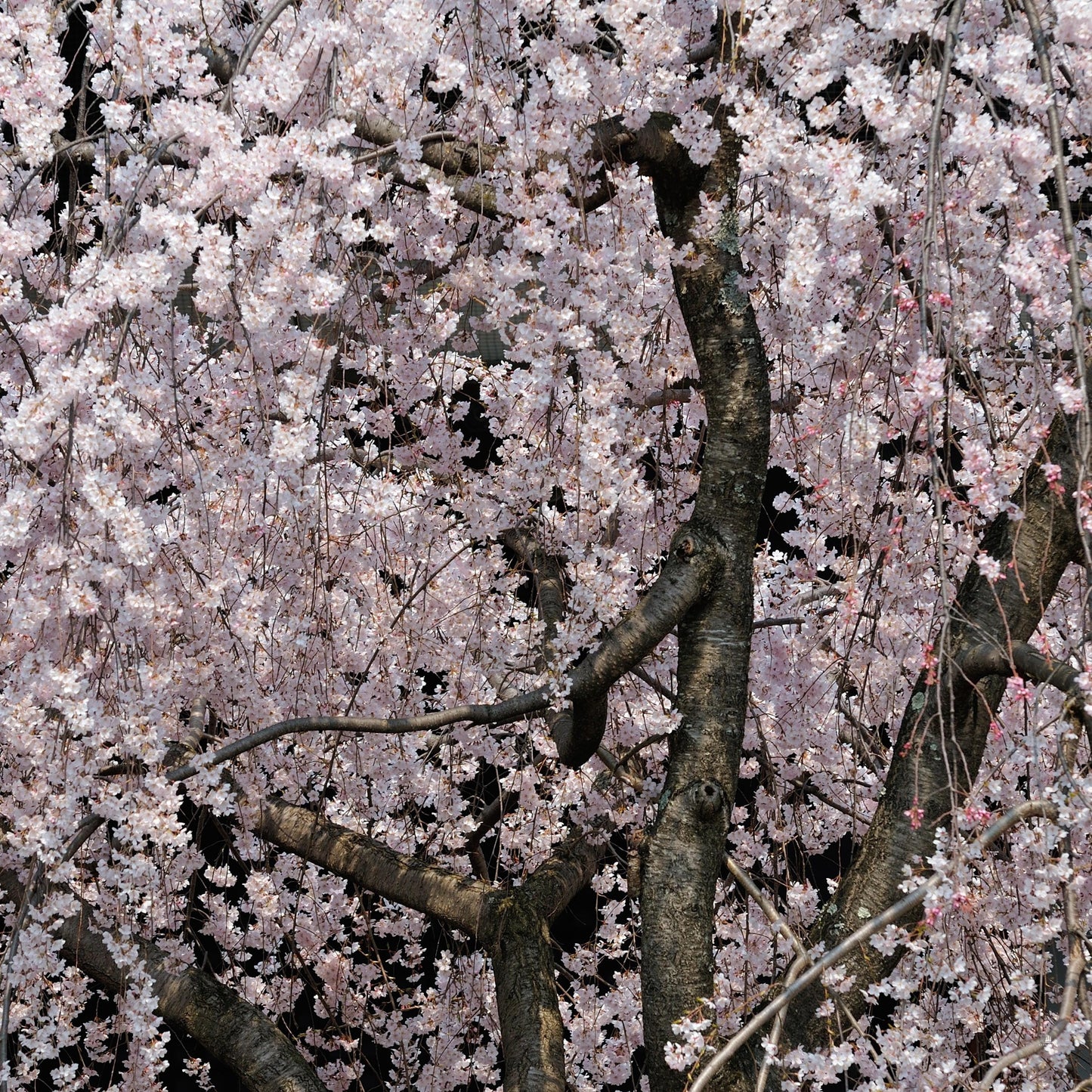 Weeping Higan Cherry Tree Seeds (Prunus subhirtella var. pendula)