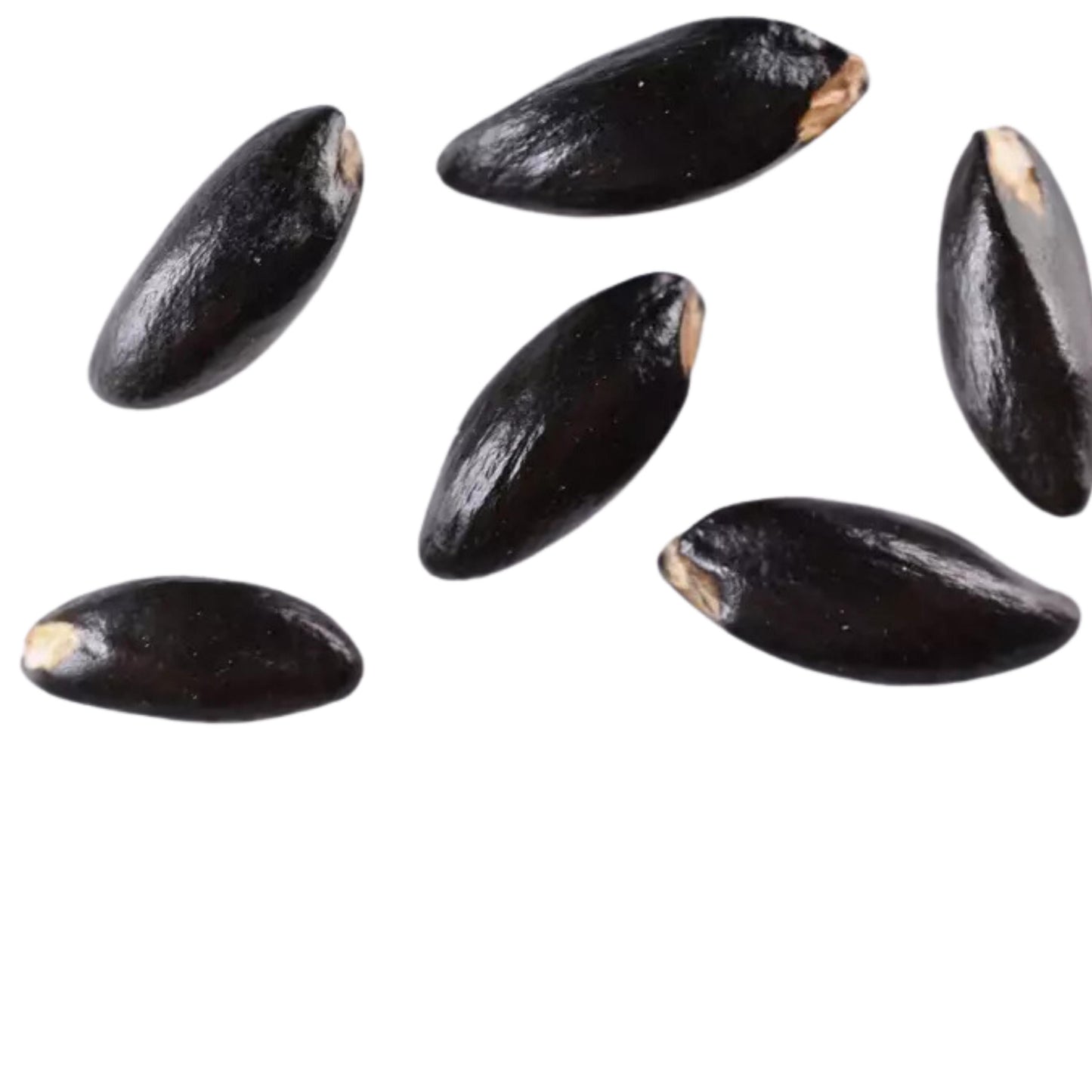Black witch hazel seeds scattered on a white background