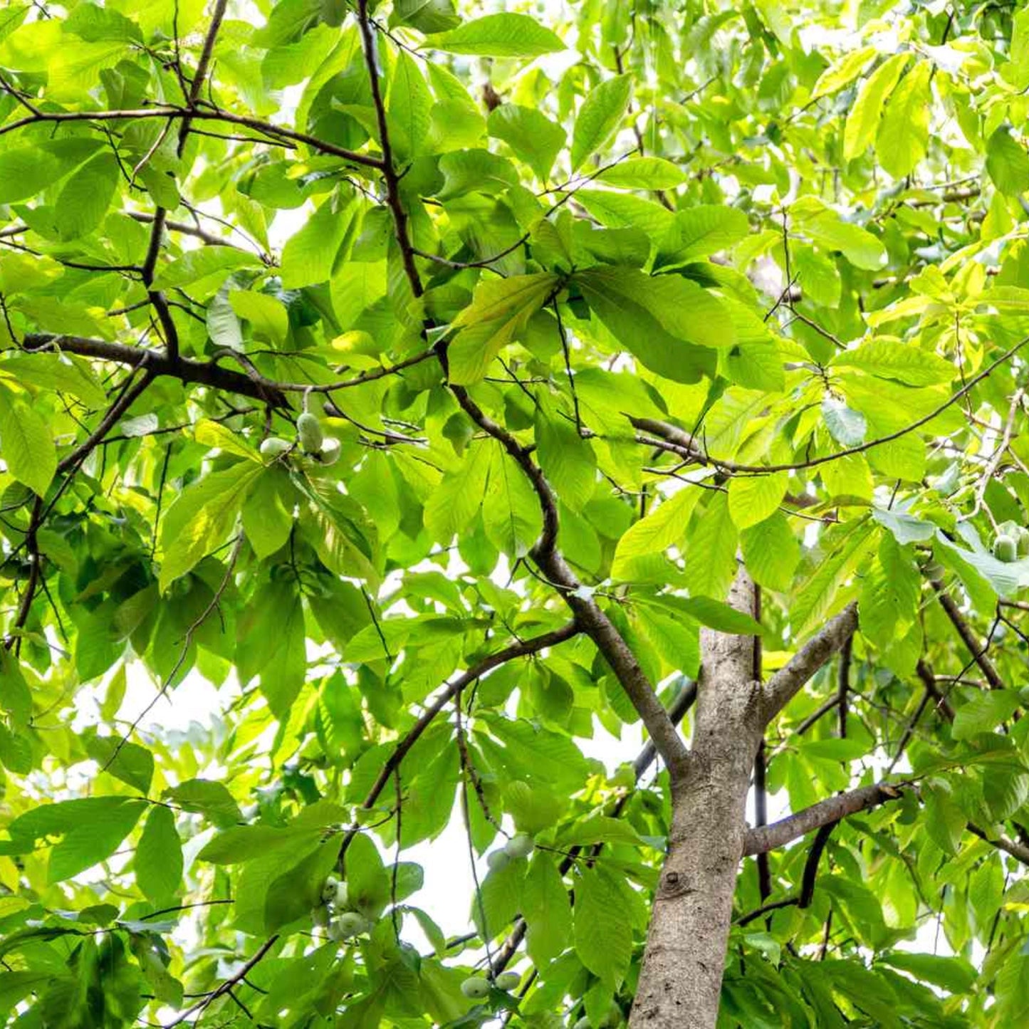 Paw Paw Tree Seeds-(Asimina triloba)