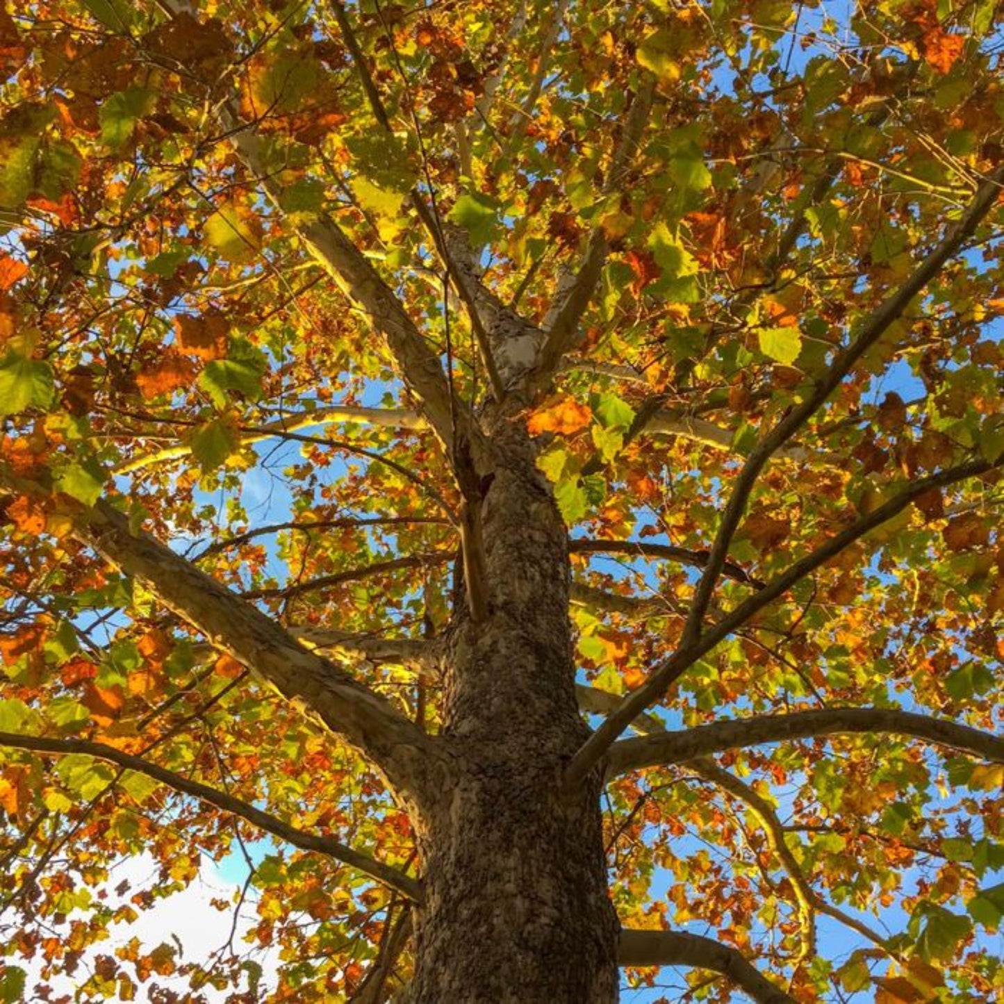 Sycamore Tree Seeds-(Platanus occidentalis)
