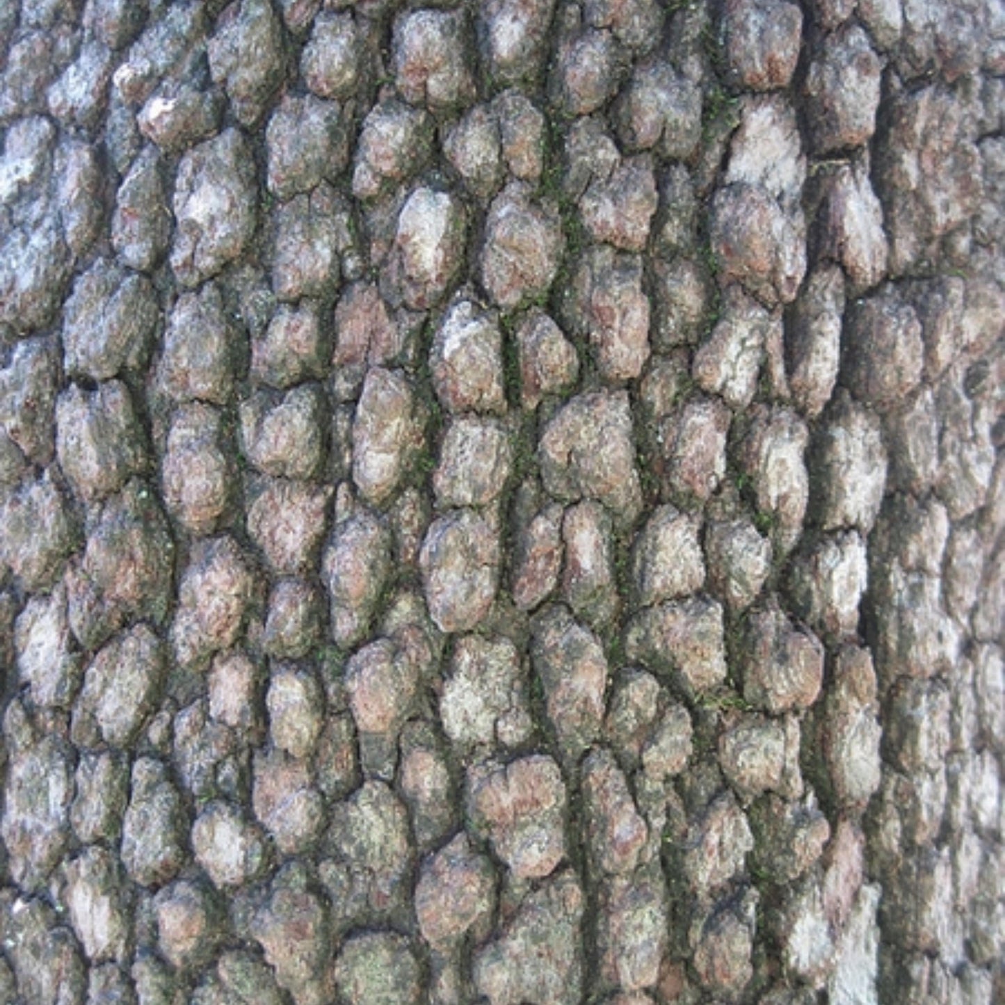 White Flowering Dogwood Tree Seeds (Cornus florida)