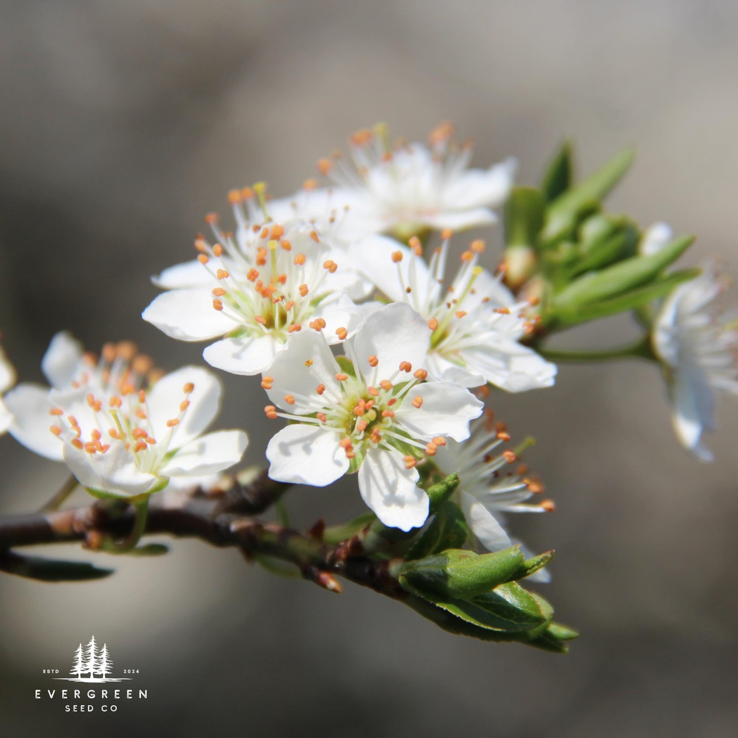 American Plum Tree Seeds – (Prunus americana)