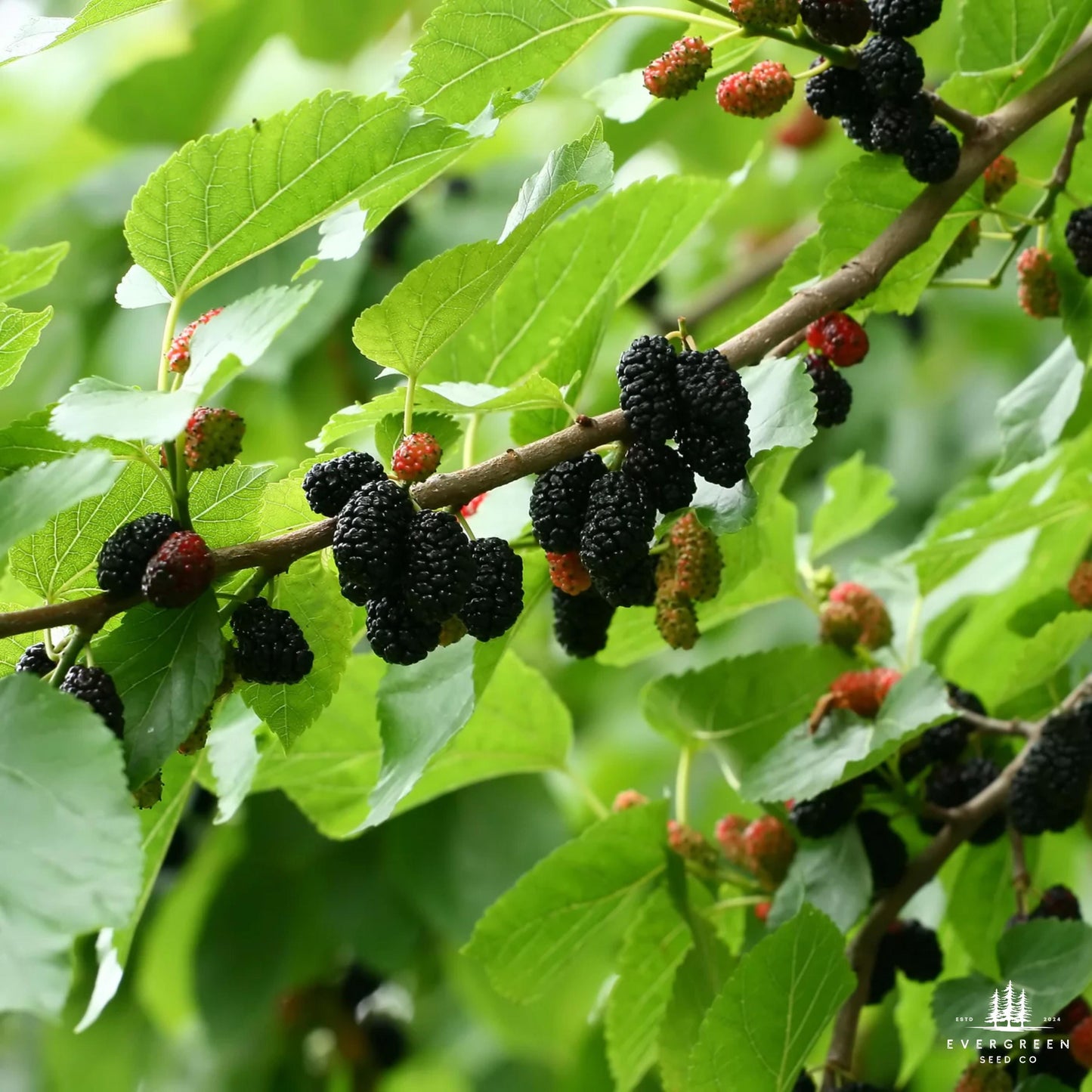 Ripe mulberries on a tree branch with green leaves.