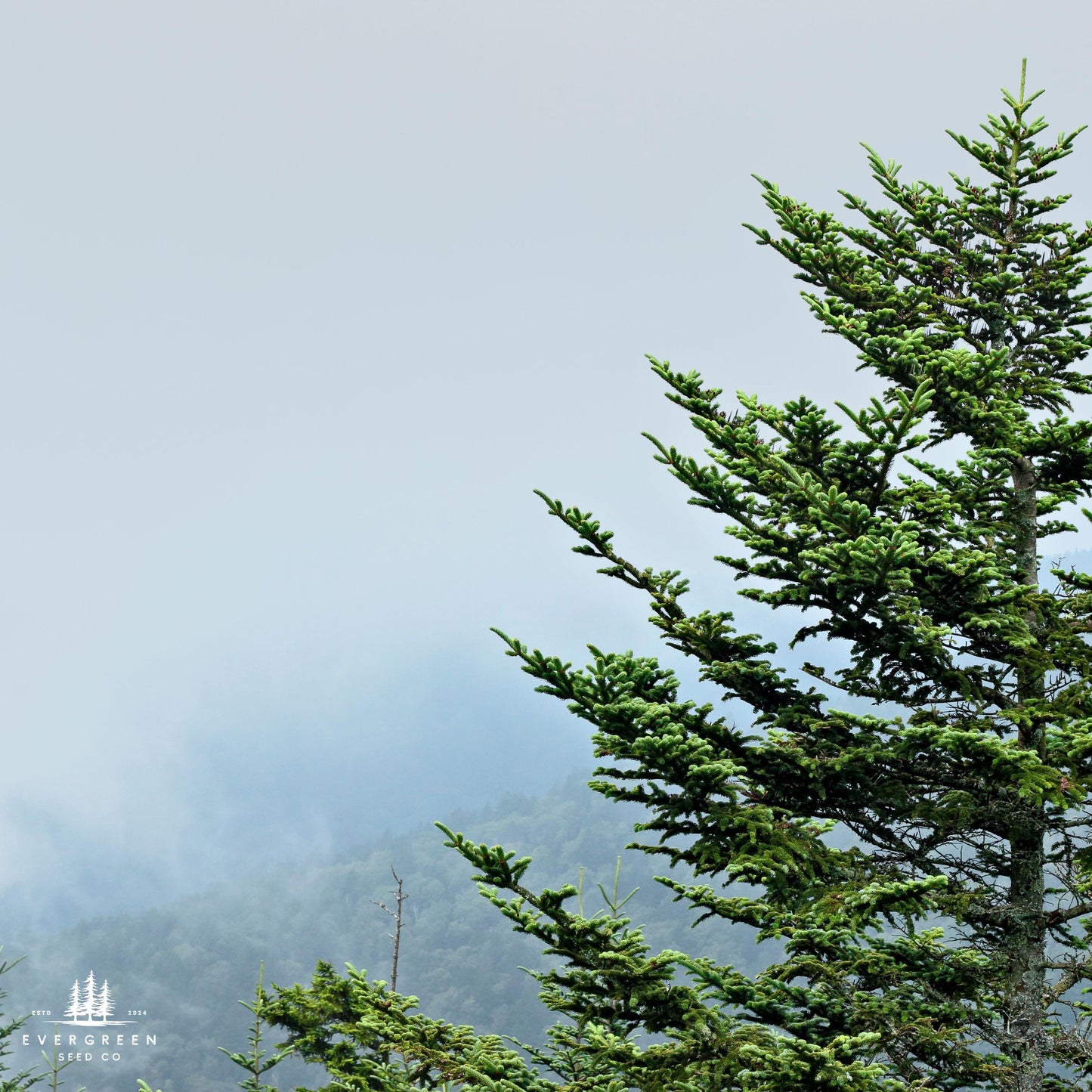 Fraser Fir Tree Seeds-(Abies fraseri)