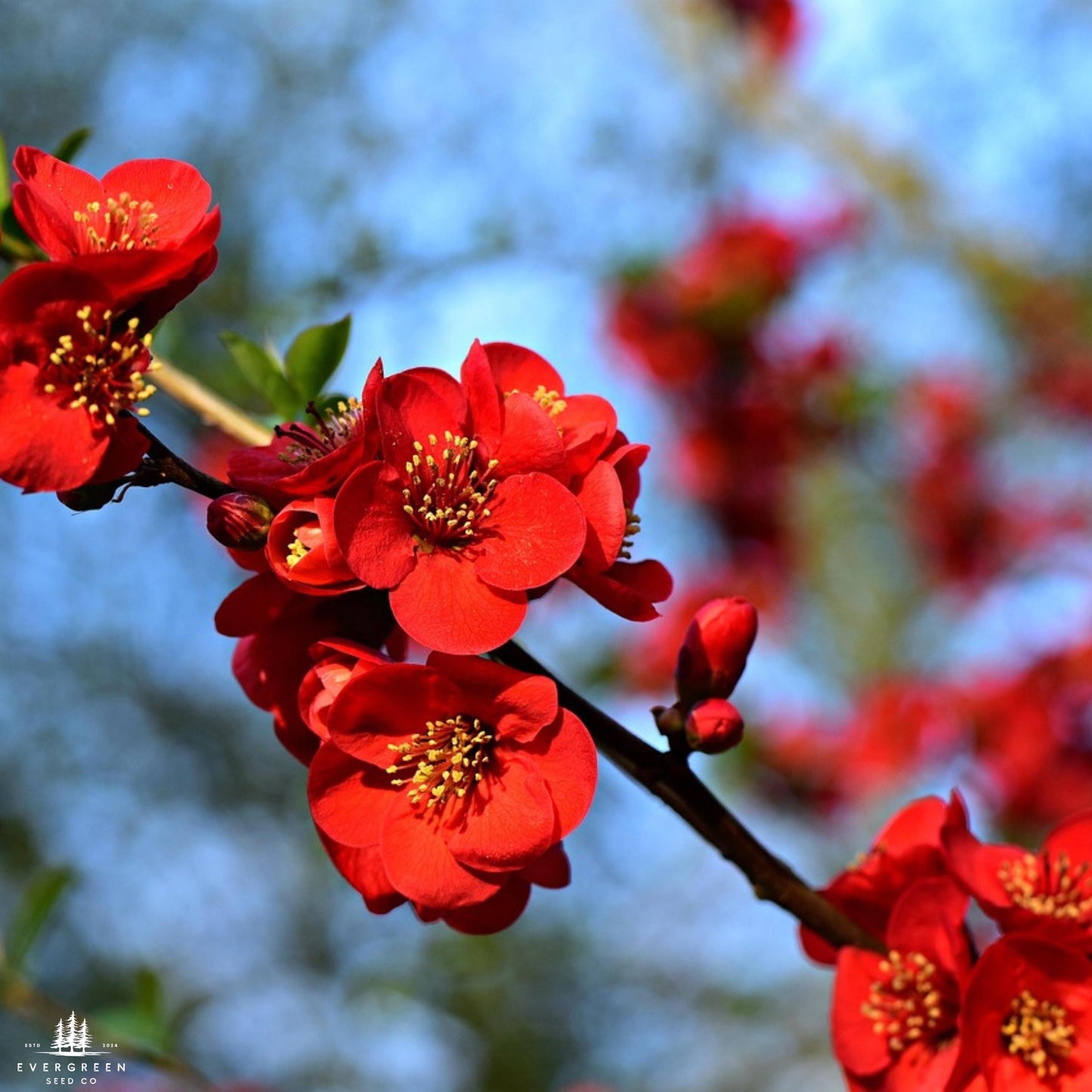 Chinese Quince Tree Seeds (Chaenomeles sinensis)