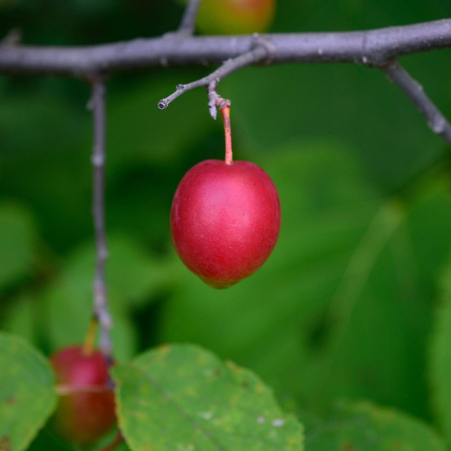 American Plum Tree Seeds – (Prunus americana)