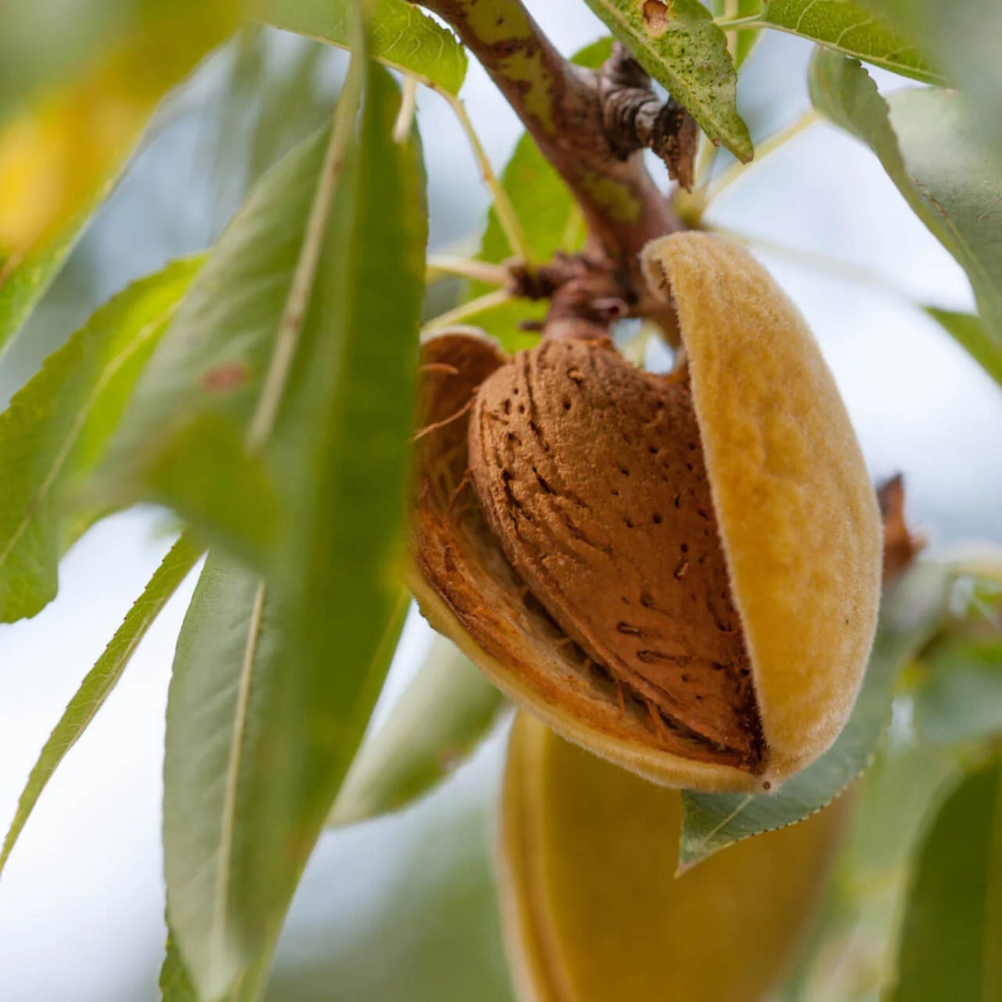 Flowering Almond Tree Seeds-(Prunus triloba)