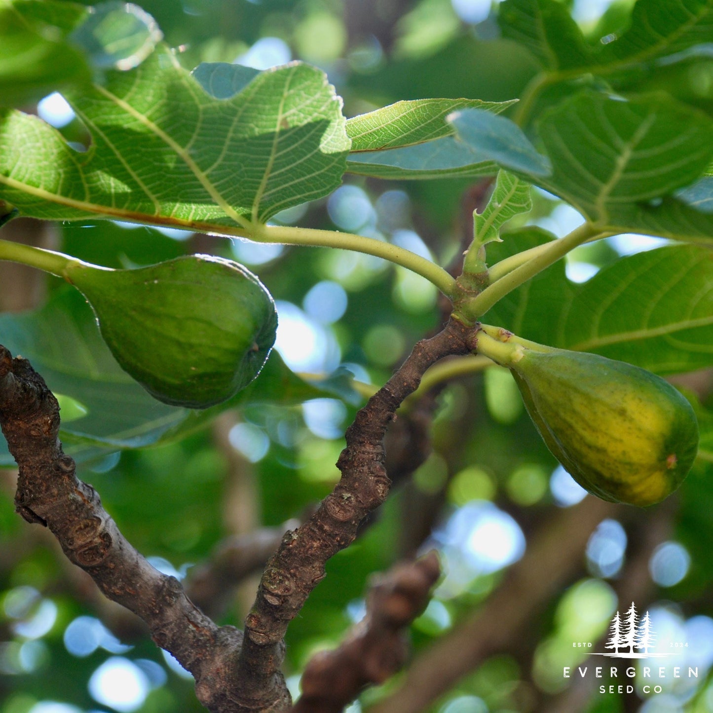 Fig Tree Seeds (Ficus carica)