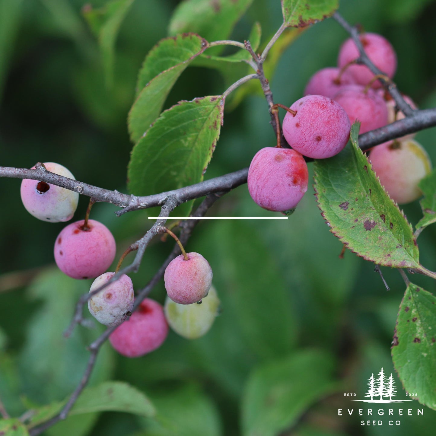 American Plum Tree Seeds – (Prunus americana)