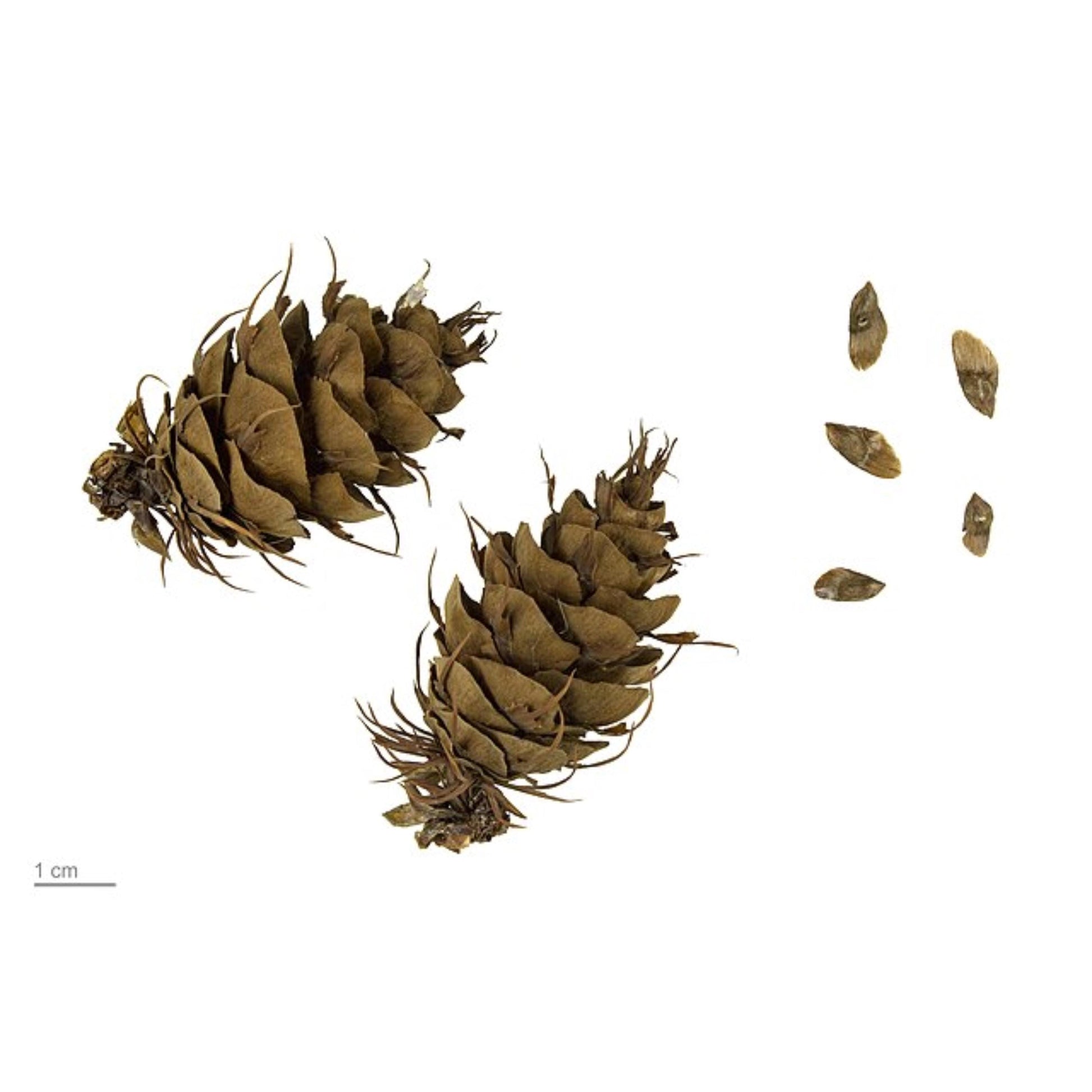 Two cones and several seeds on a white background with a 1 cm scale bar.