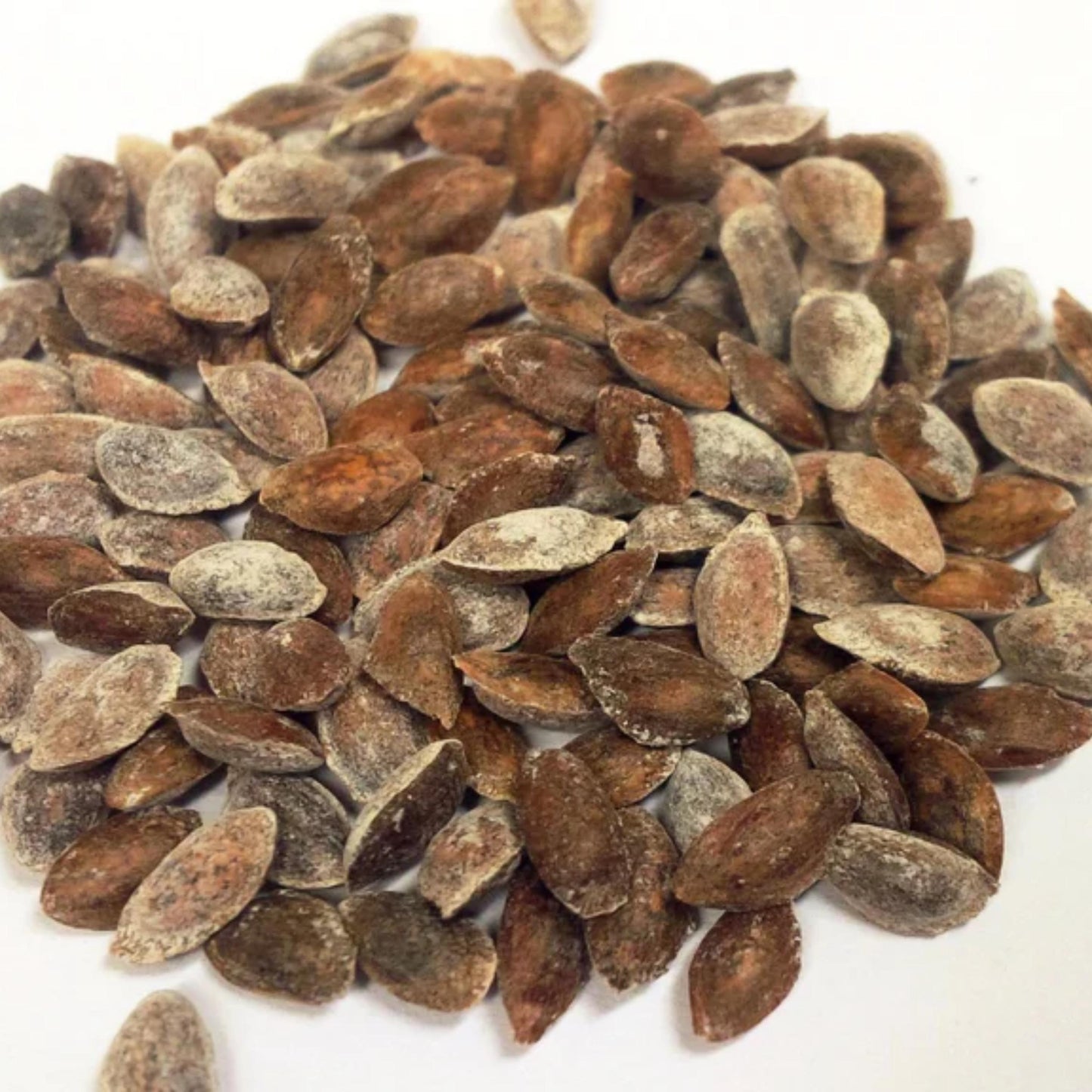 Eastern White Pine Tree Seeds-(Pinus strobus)
